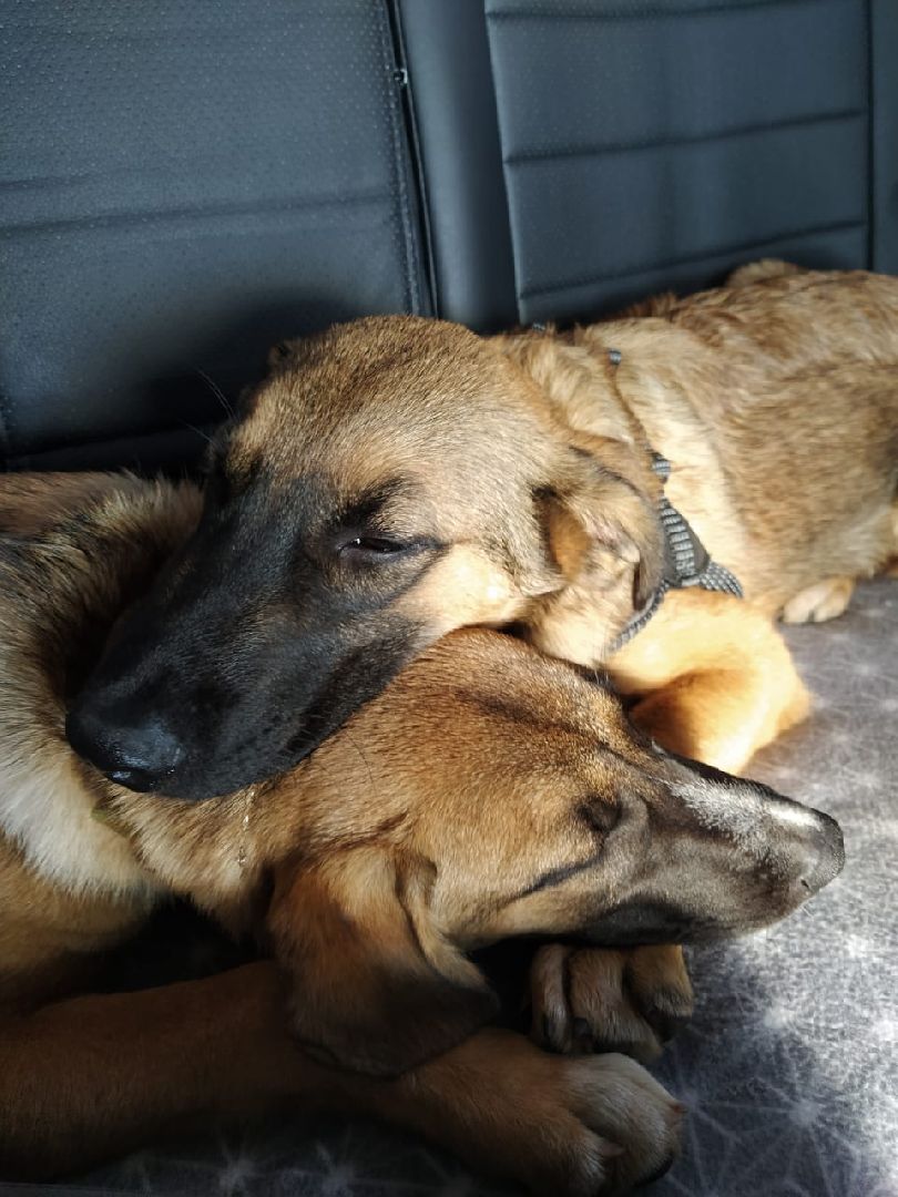 животные, волонтеры, ивантеевка, доброе дело,