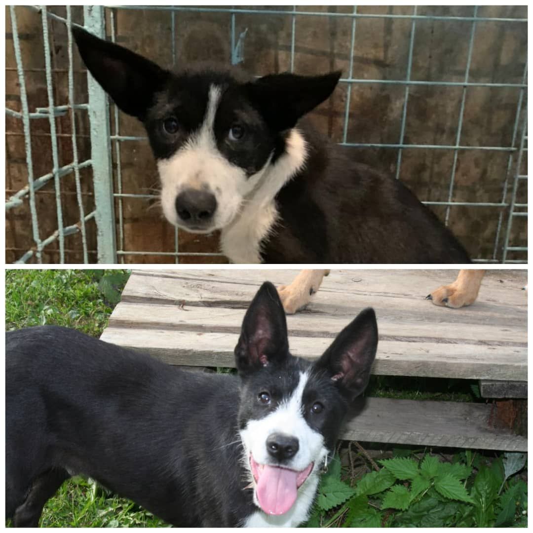 животные, волонтеры, ивантеевка, доброе дело,