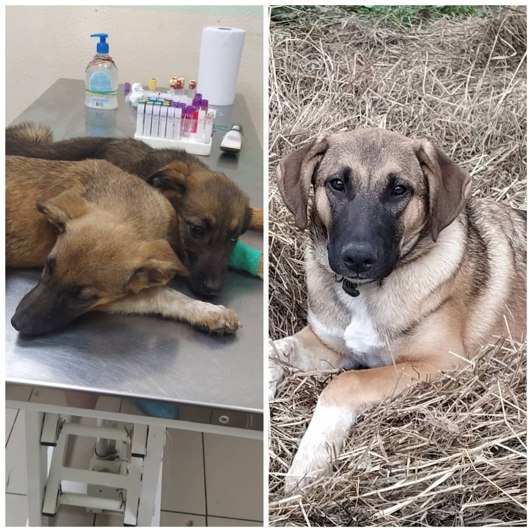 животные, волонтеры, ивантеевка, доброе дело,