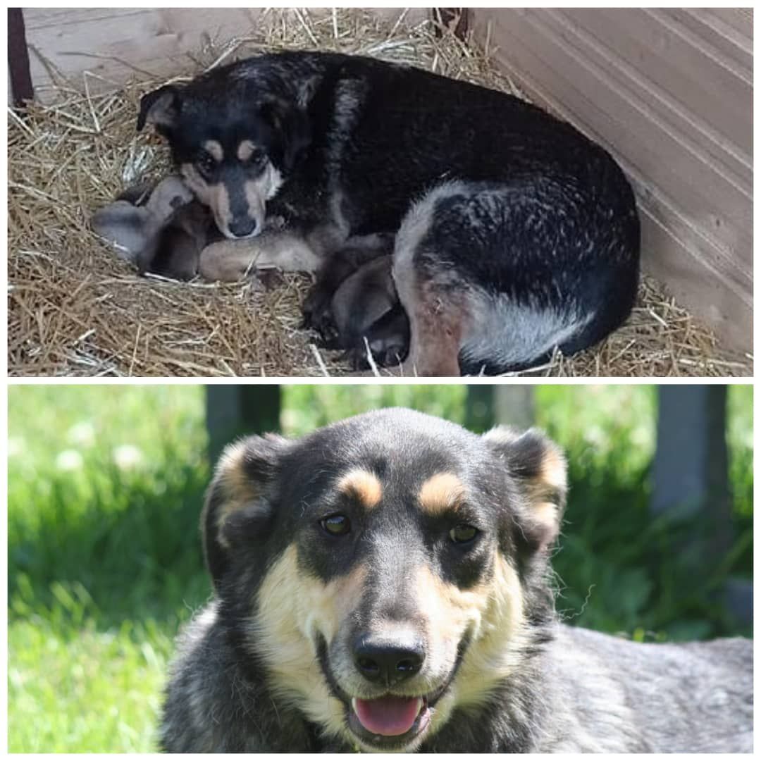 животные, волонтеры, ивантеевка, доброе дело,