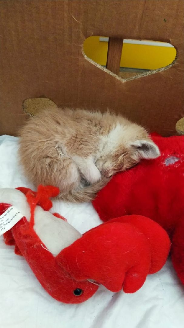 животные, волонтеры, ивантеевка, доброе дело,