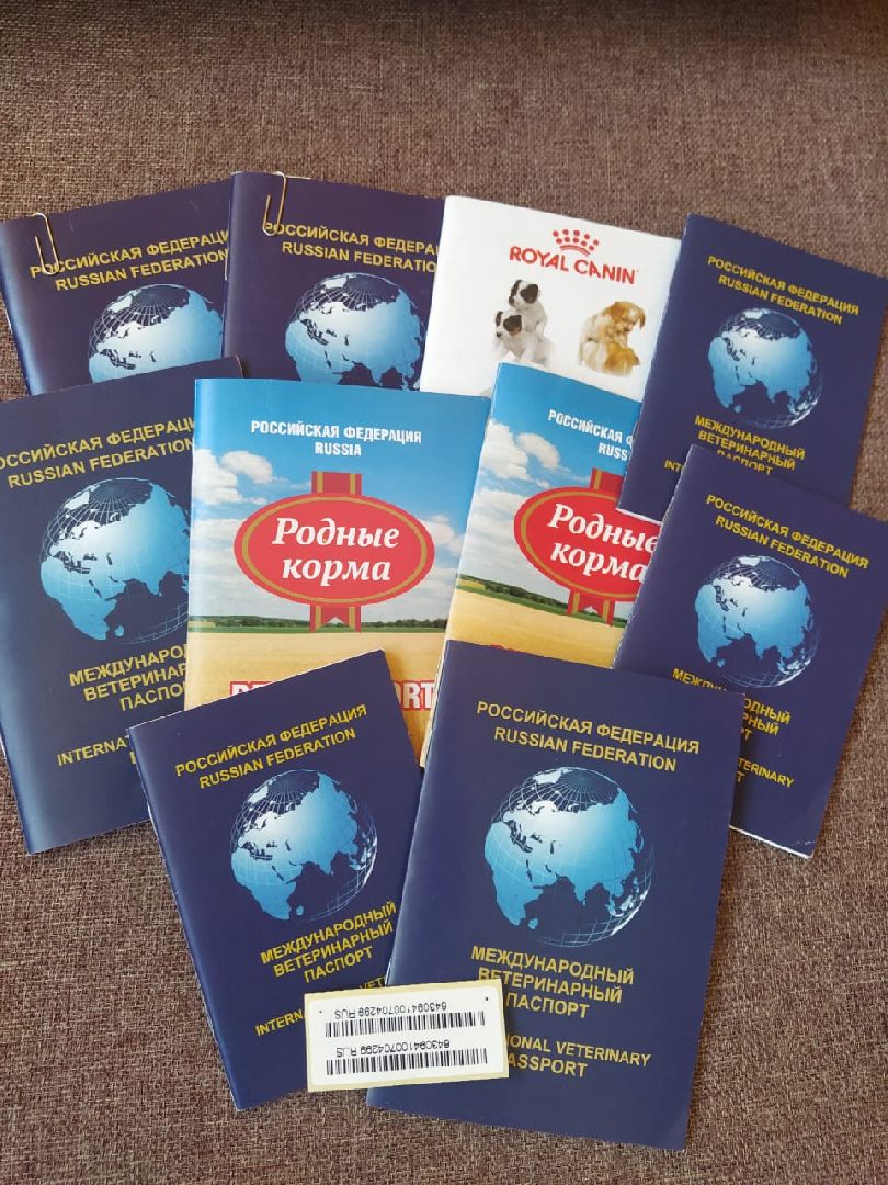 животные, волонтеры, ивантеевка, доброе дело,