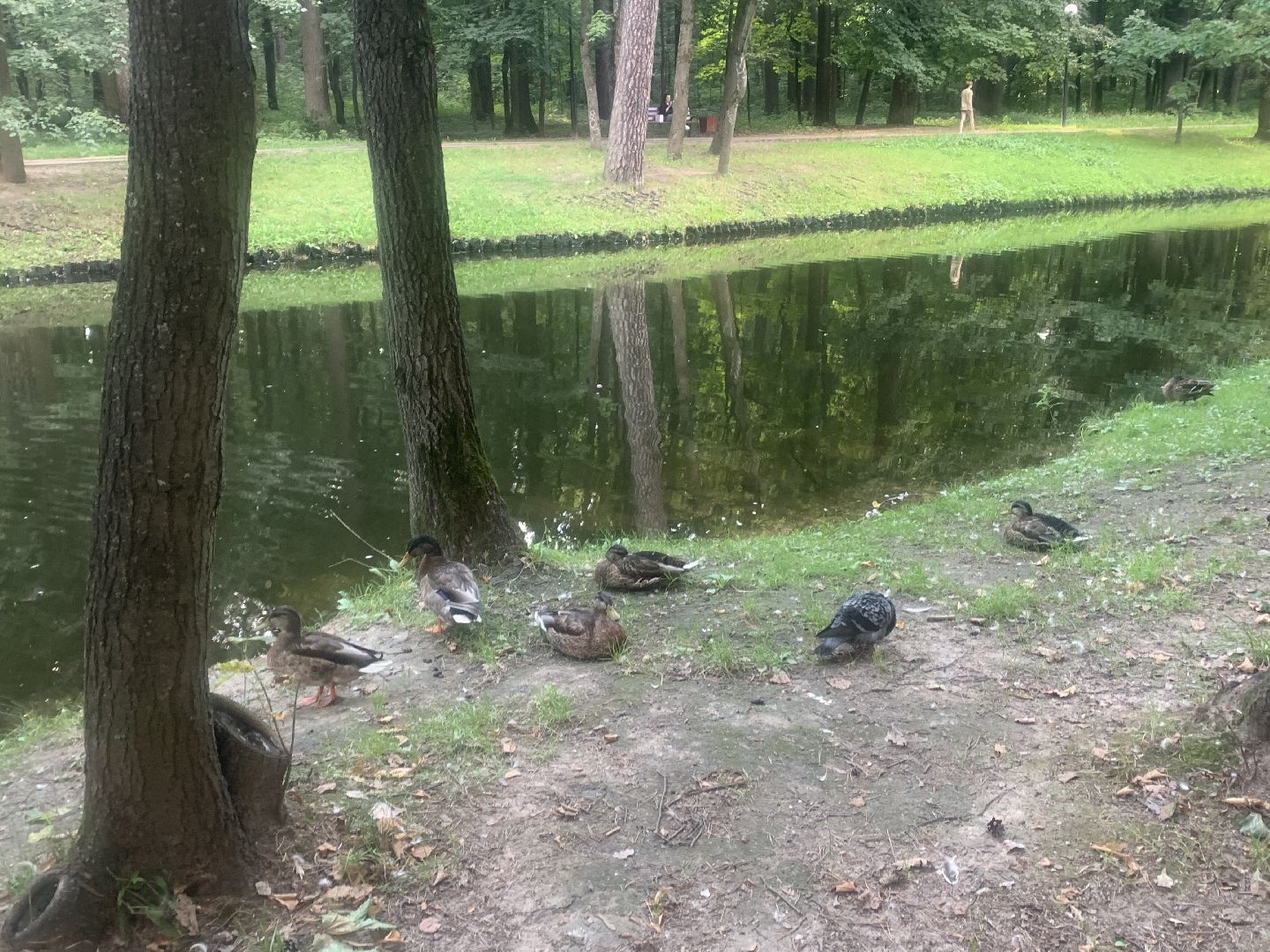 Утки, экология, каникулы, кормление птиц,орнитология