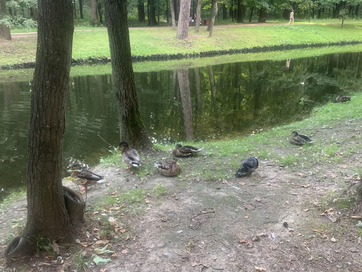 Утки, экология, каникулы, кормление птиц,орнитология