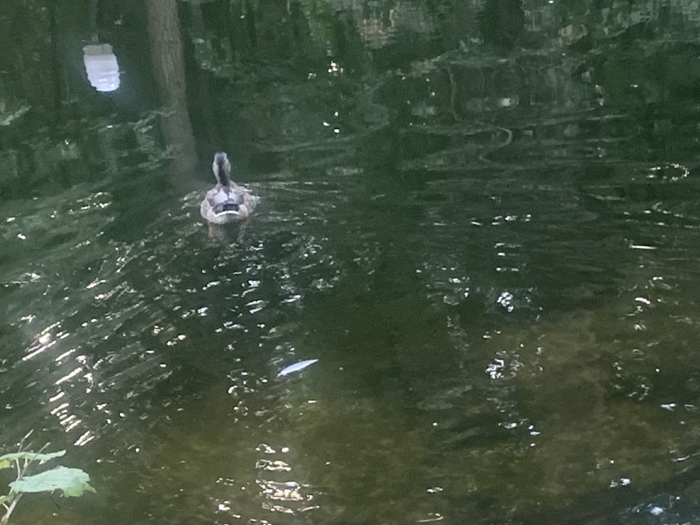 Утки, экология, каникулы, кормление птиц,орнитология