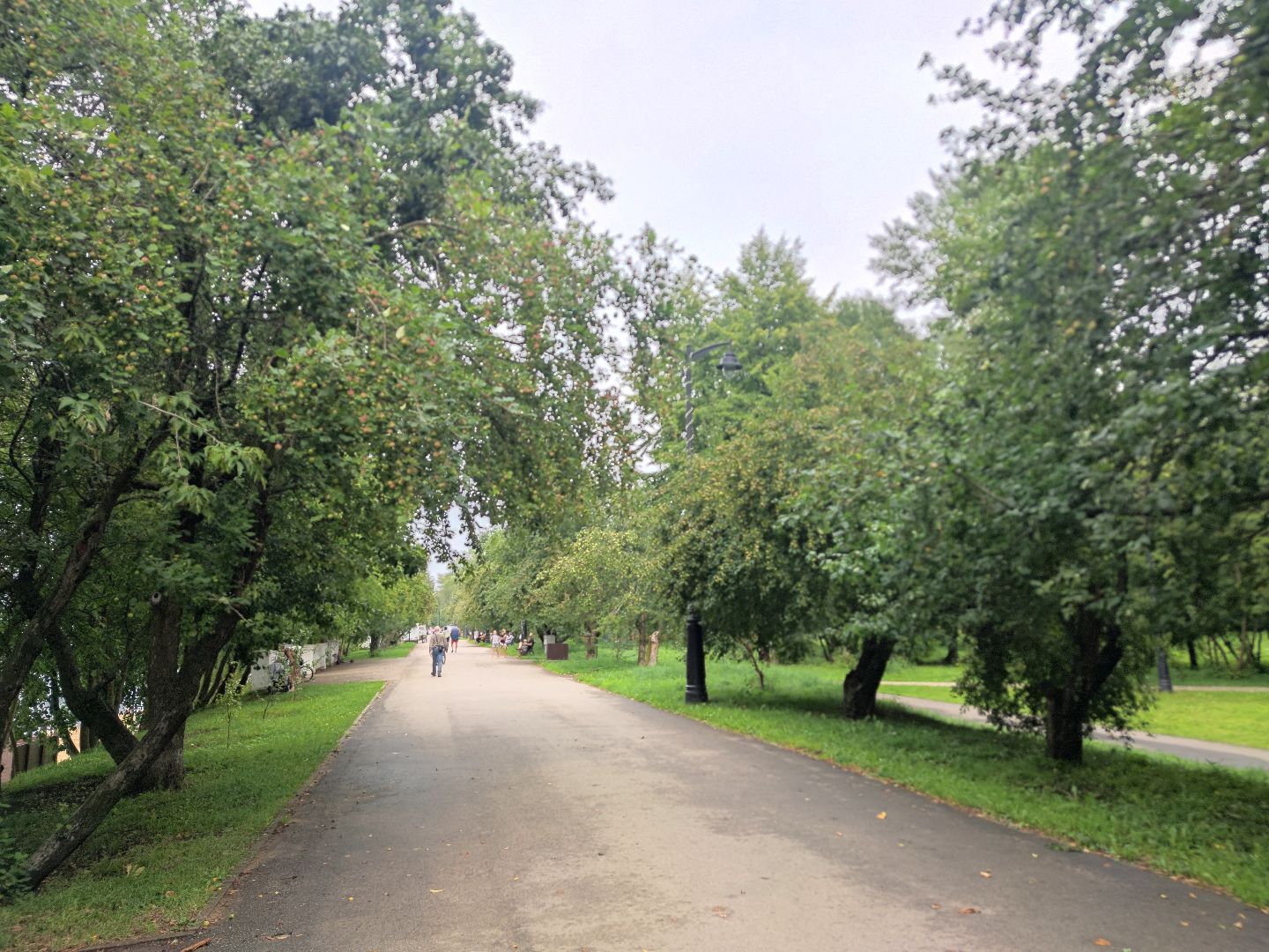 Яблоки, яблочный спас, спелые яблоки, Дубненская больница, Дубна