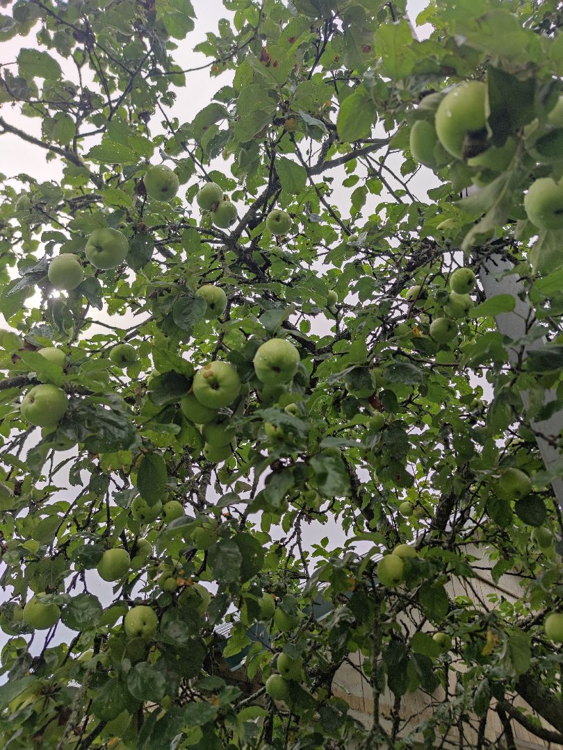 Яблоки, яблочный спас, спелые яблоки, Дубненская больница, Дубна