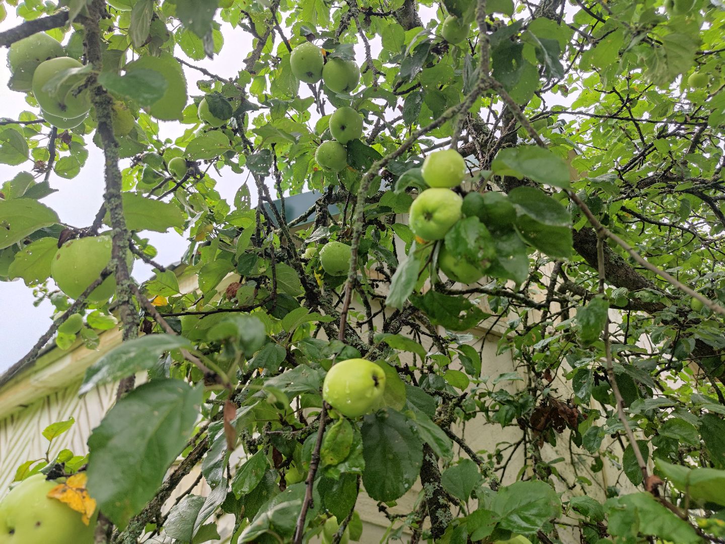 Яблоки, яблочный спас, спелые яблоки, Дубненская больница, Дубна