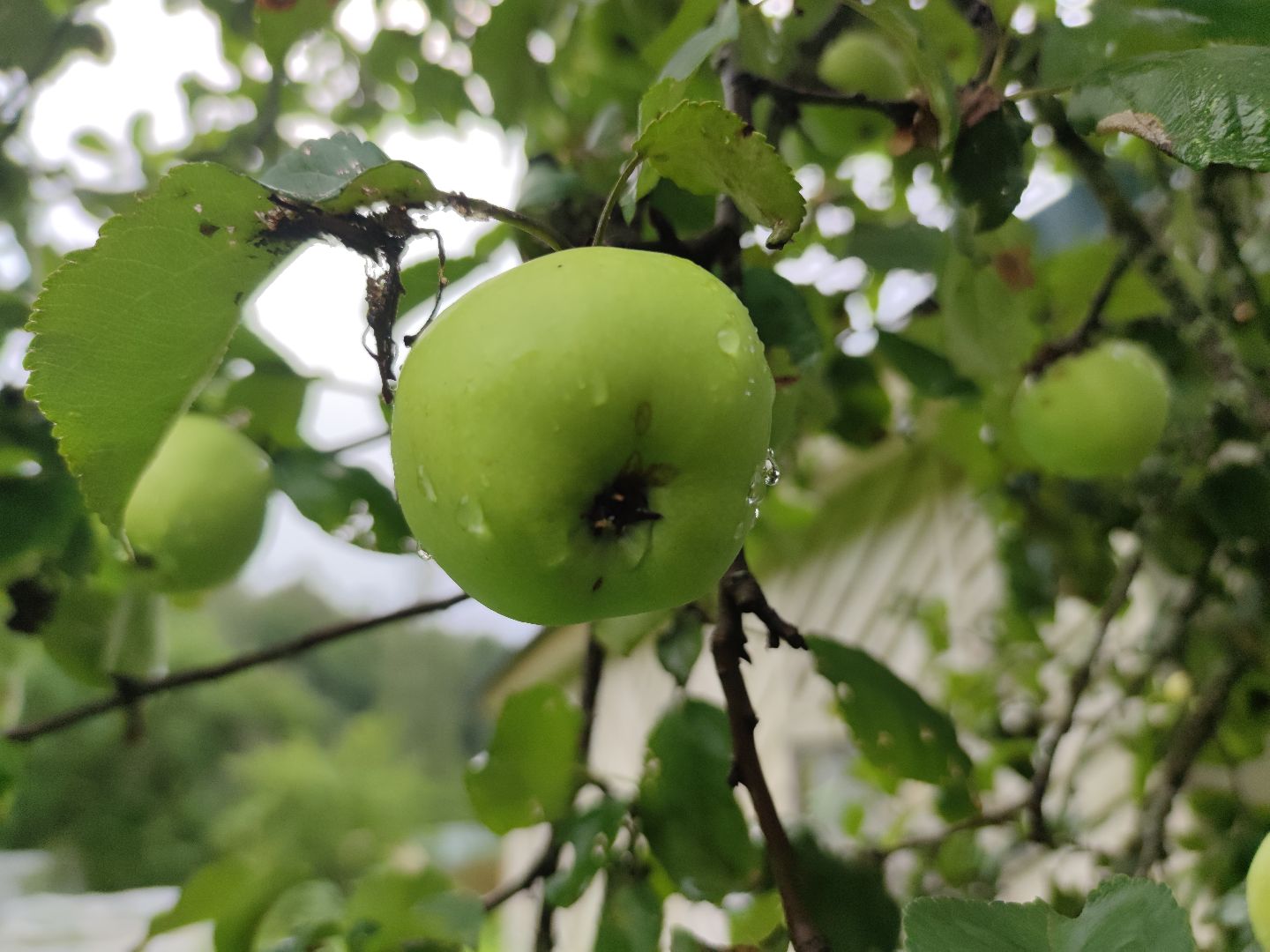 Яблоки, яблочный спас, спелые яблоки, Дубненская больница, Дубна