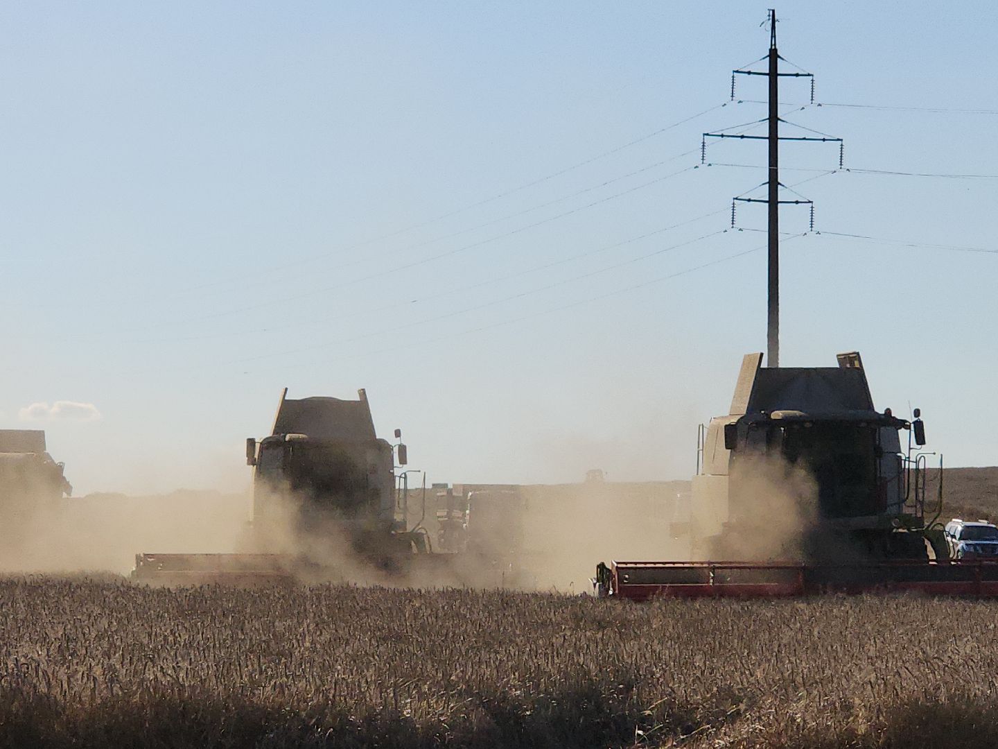озимые, племзавод Барыбино, Домодедово