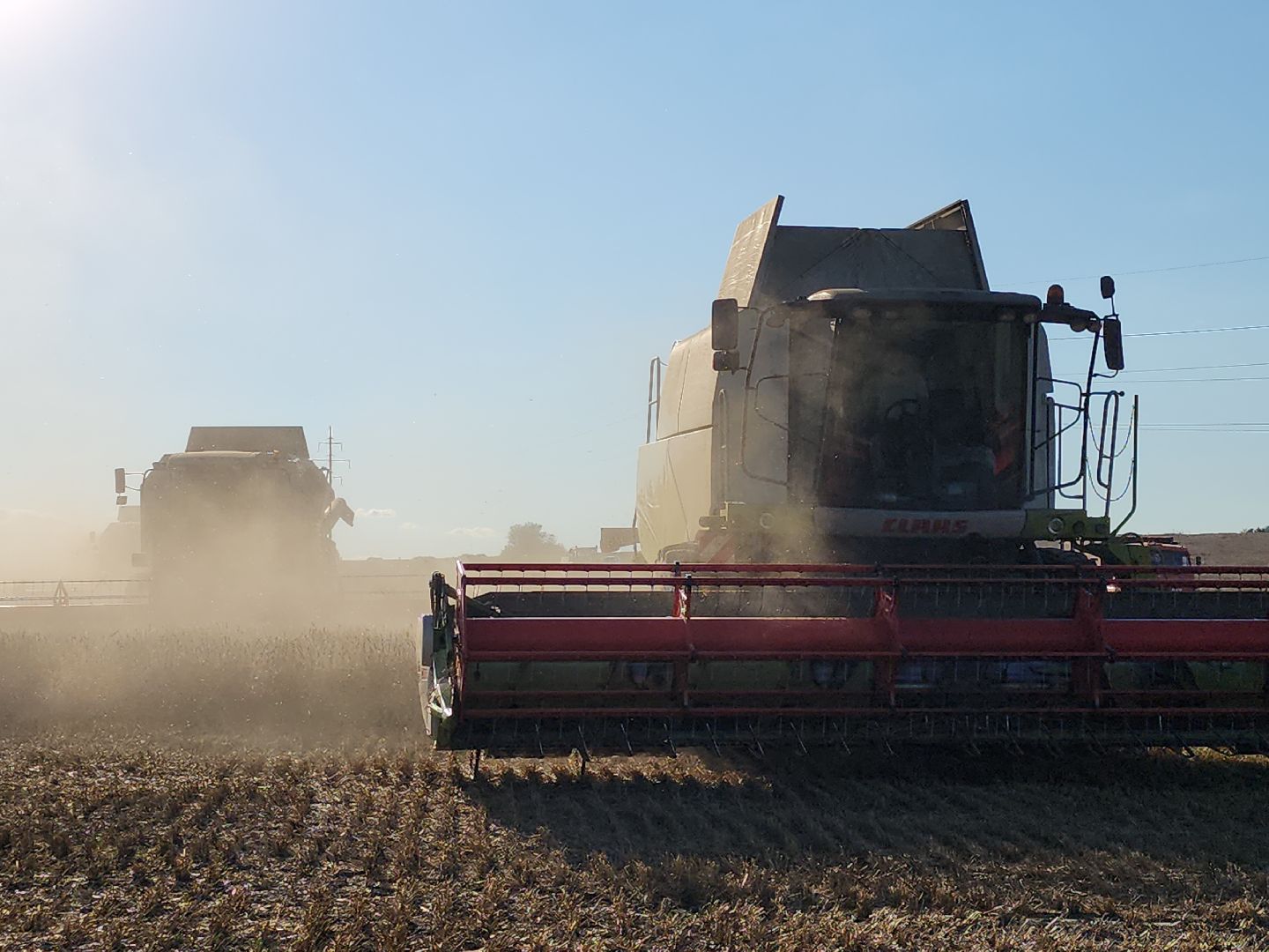 озимые, племзавод Барыбино, Домодедово