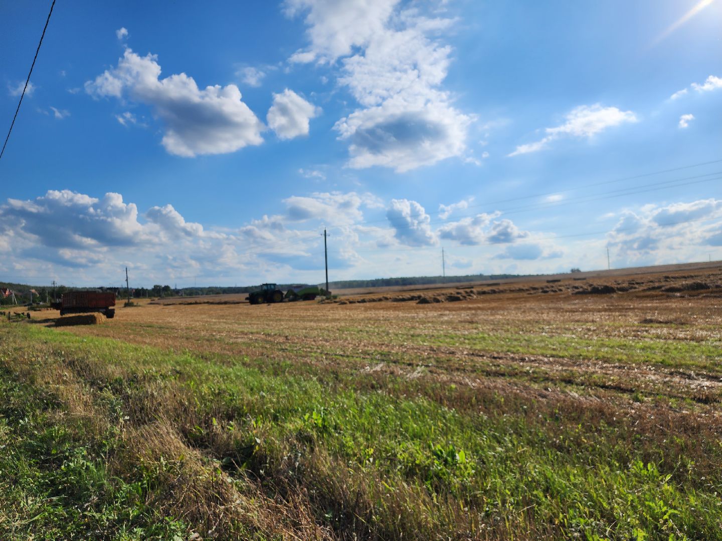 озимые, племзавод Барыбино, Домодедово