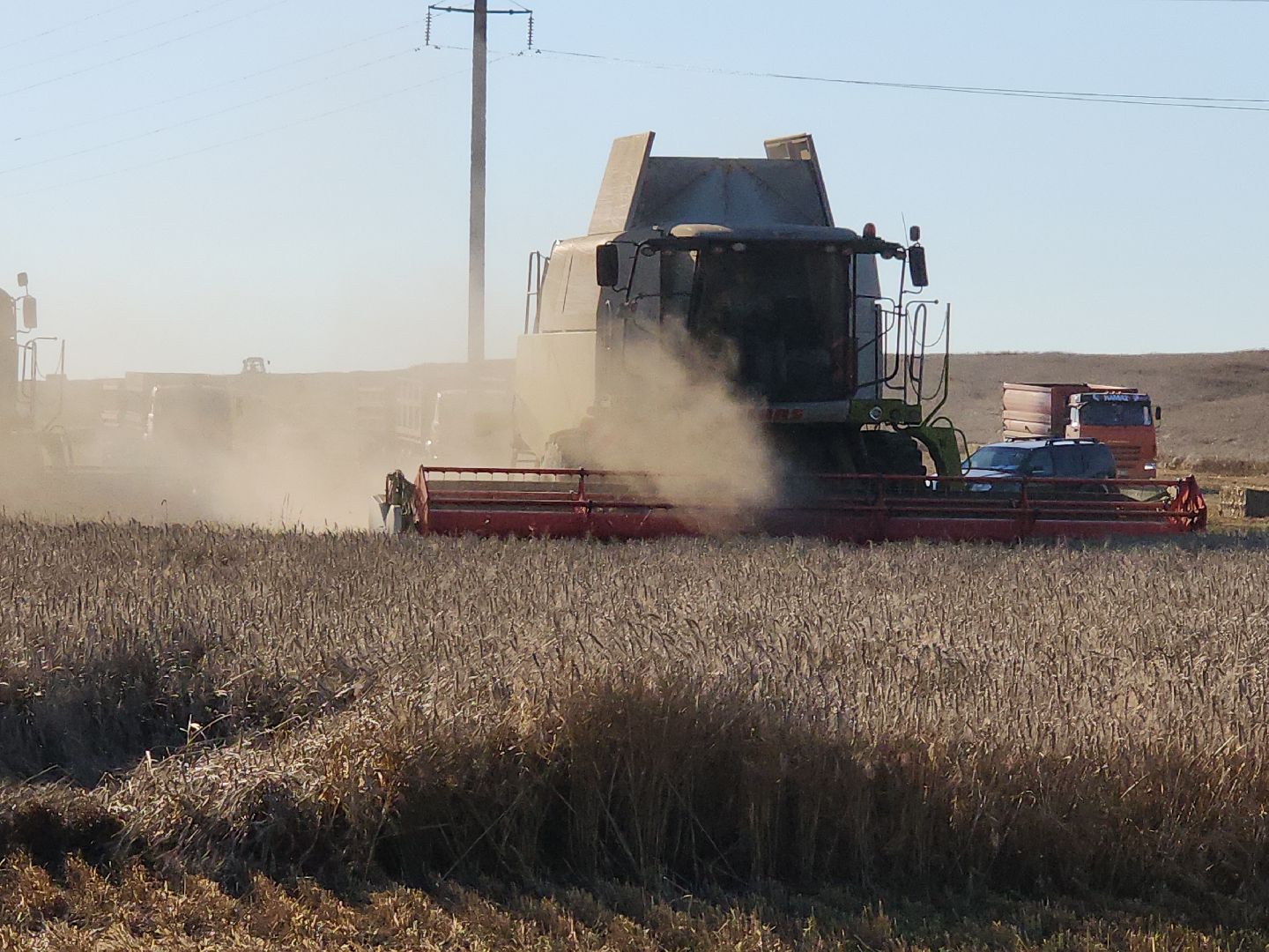 озимые, племзавод Барыбино, Домодедово
