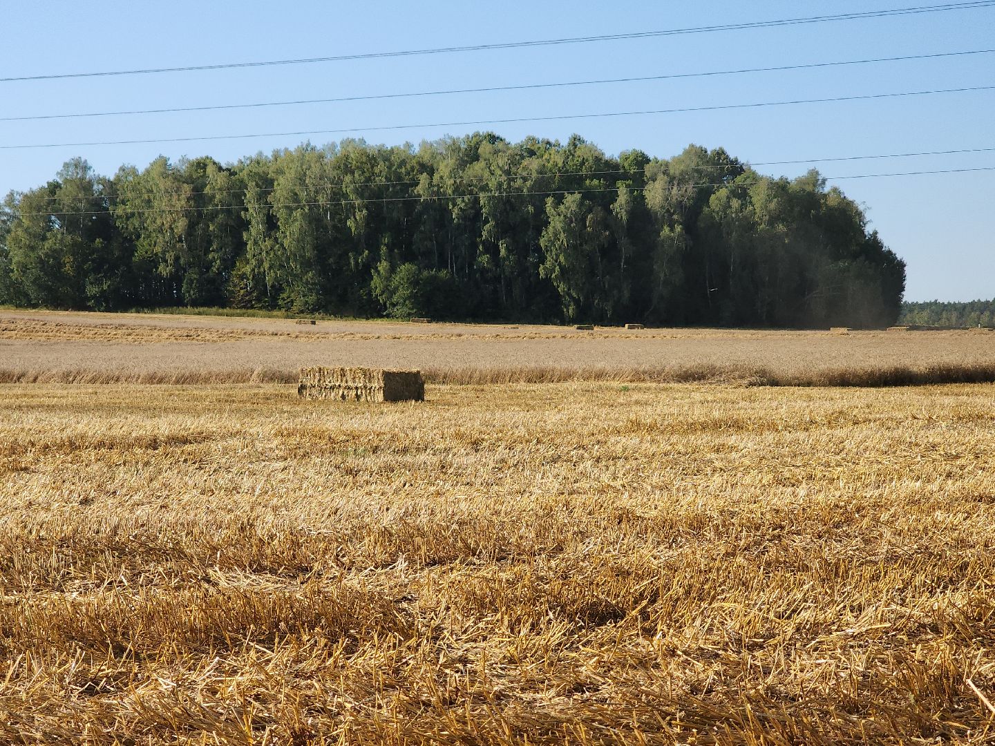озимые, племзавод Барыбино, Домодедово