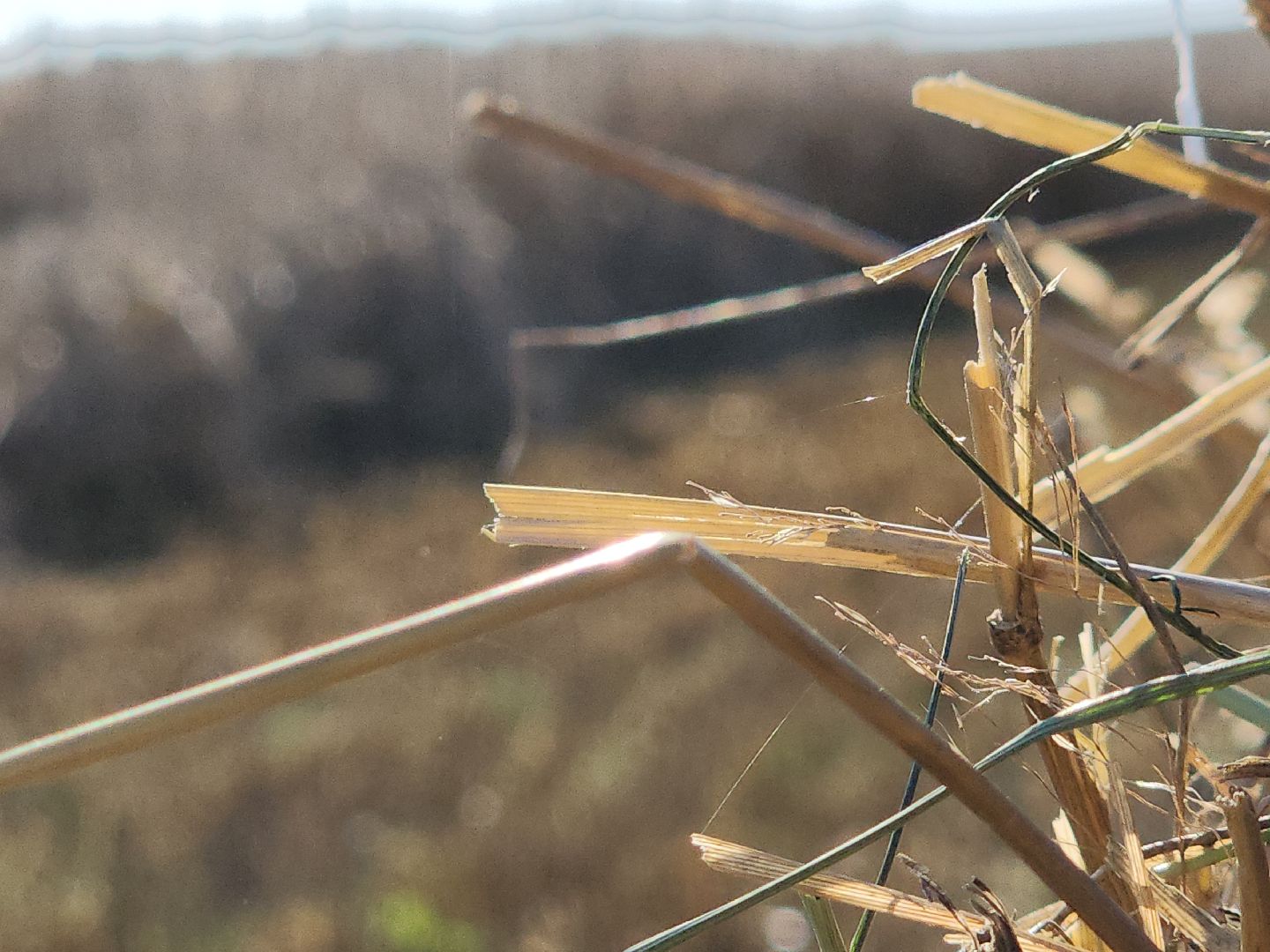 озимые, племзавод Барыбино, Домодедово