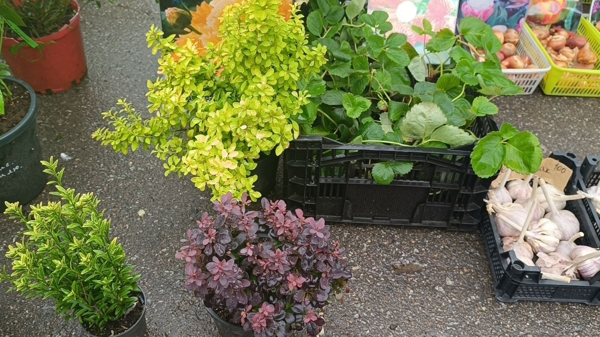 Лобня, ярмарка, мёд, ягоды