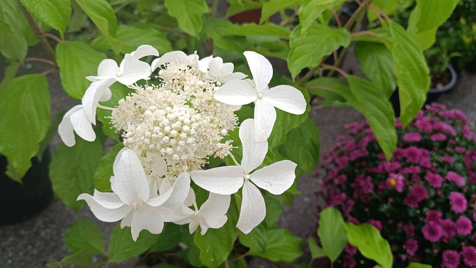 Лобня, ярмарка, мёд, ягоды