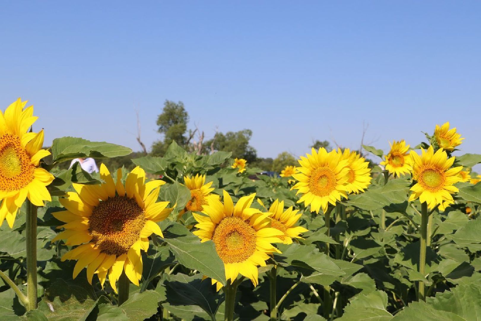 Серебряные Пруды, подсолнечник, Бокарев