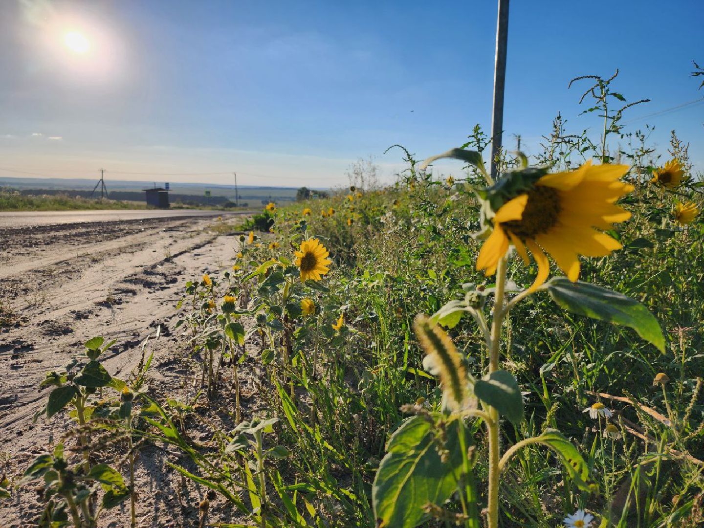 Серебряные Пруды, подсолнечник, Бокарев