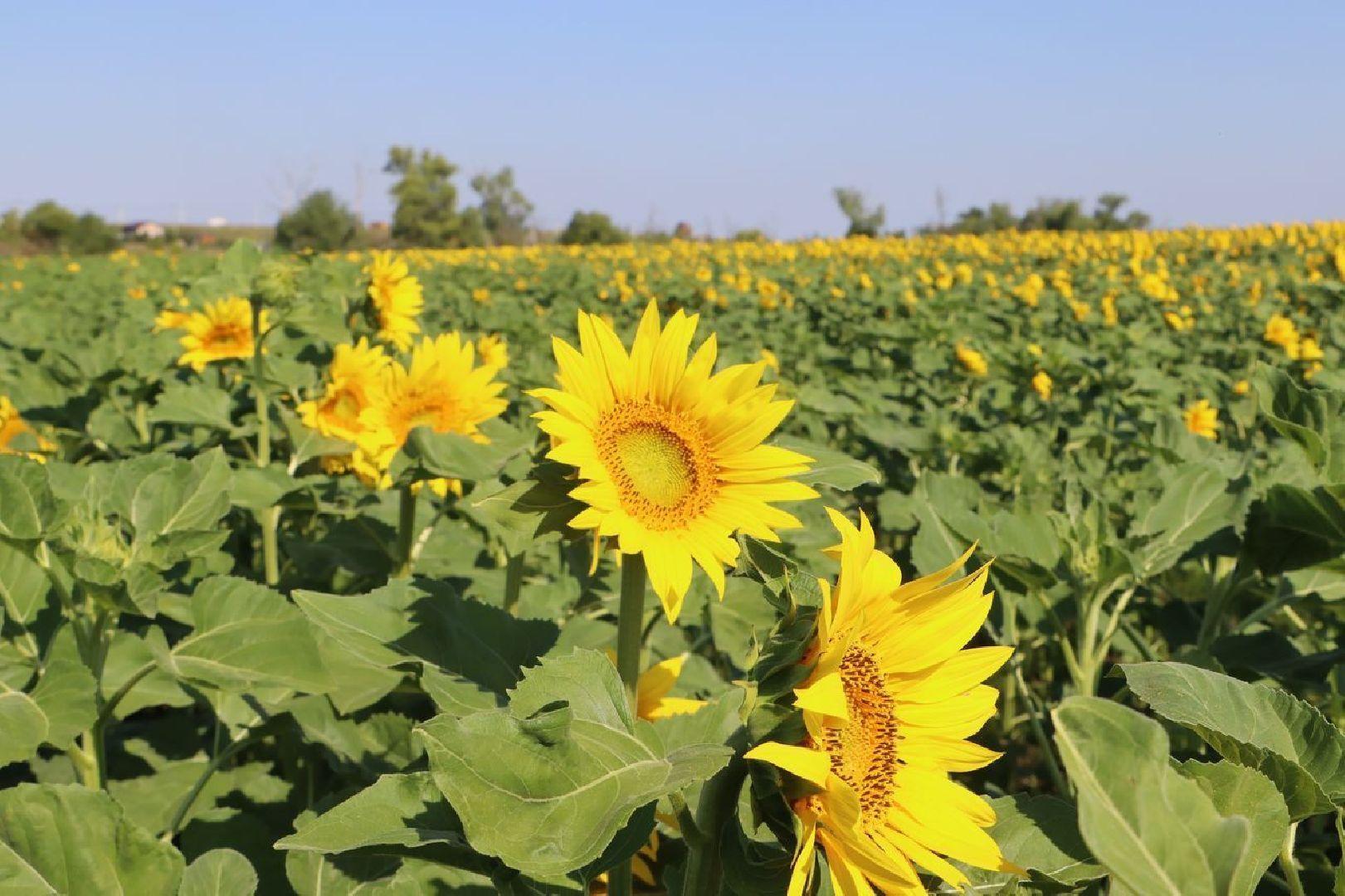 Серебряные Пруды, подсолнечник, Бокарев