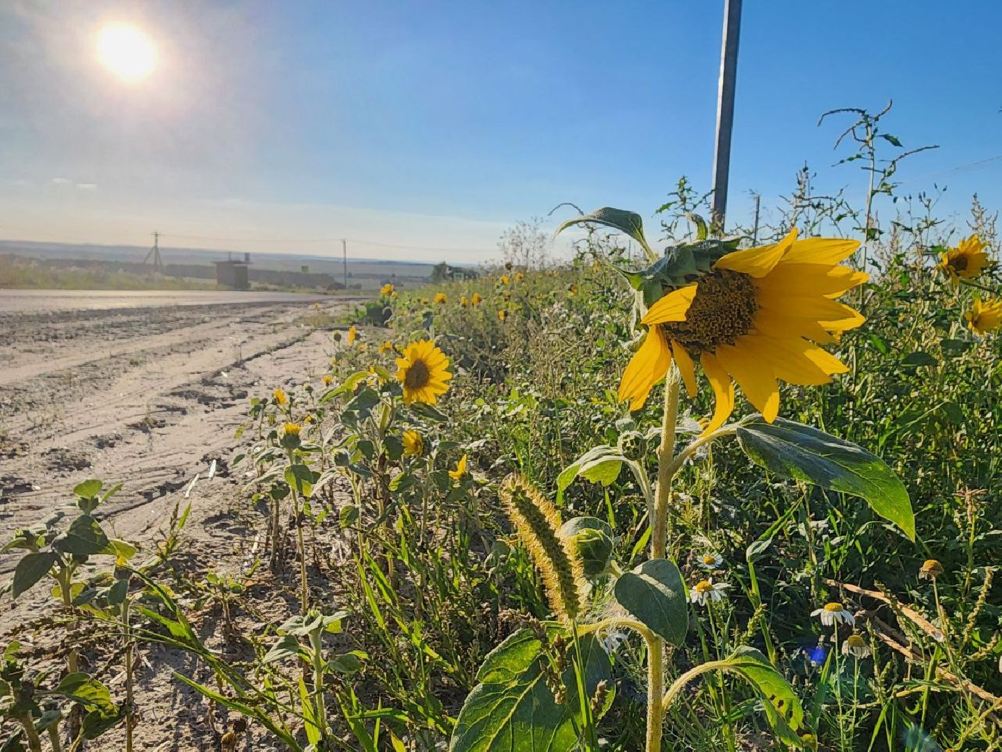 Серебряные Пруды, подсолнечник, Бокарев