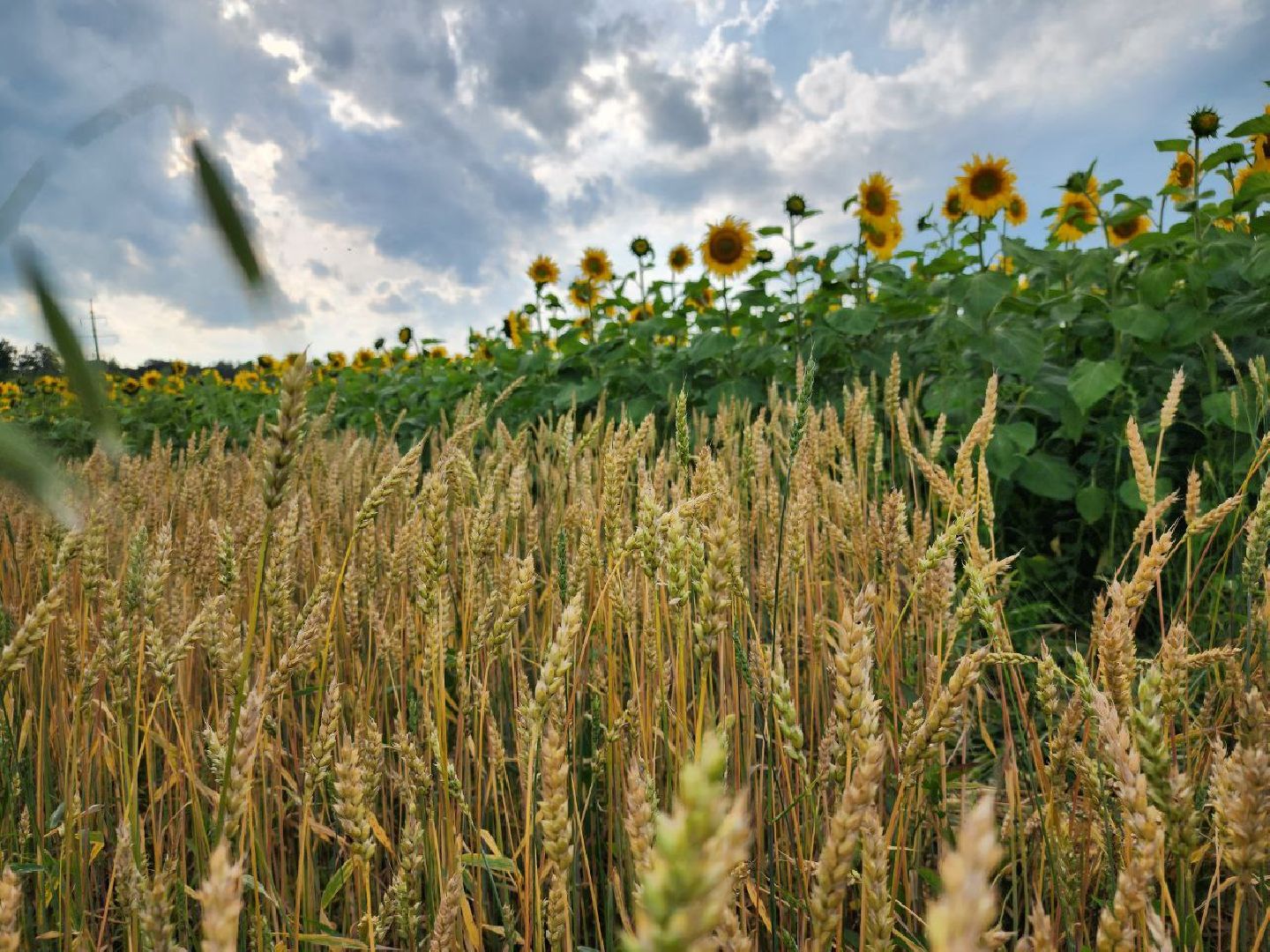 Серебряные Пруды, подсолнечник, Бокарев