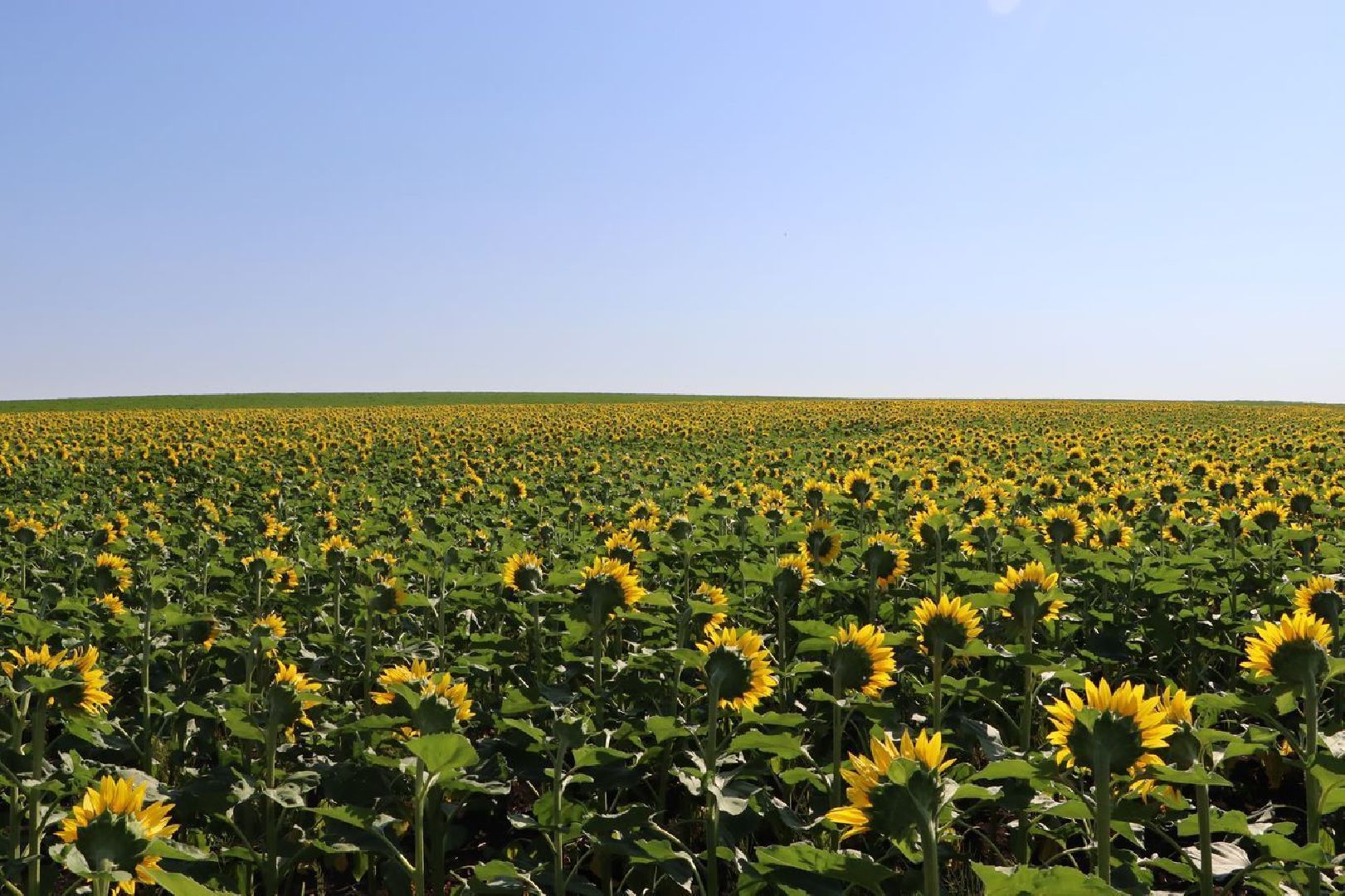 Серебряные Пруды, подсолнечник, Бокарев