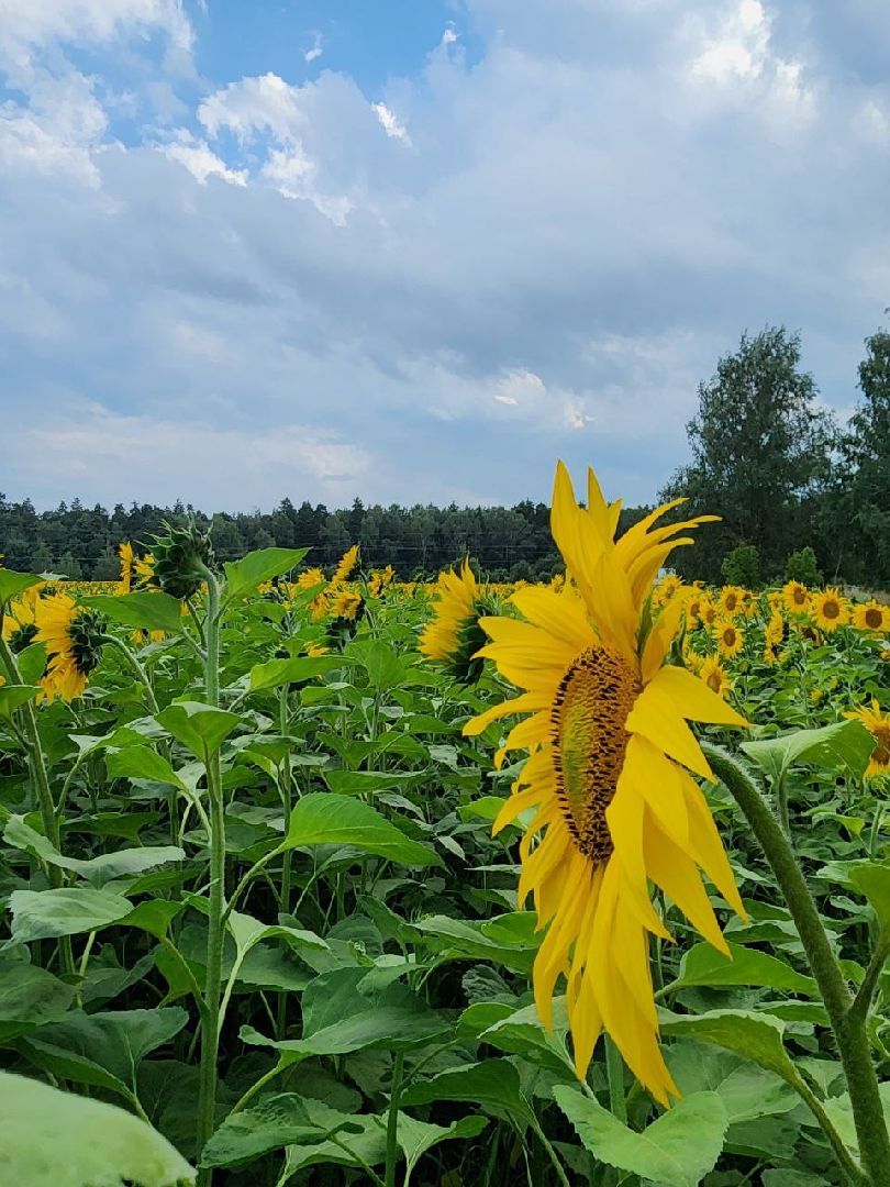 Серебряные Пруды, подсолнечник, Бокарев