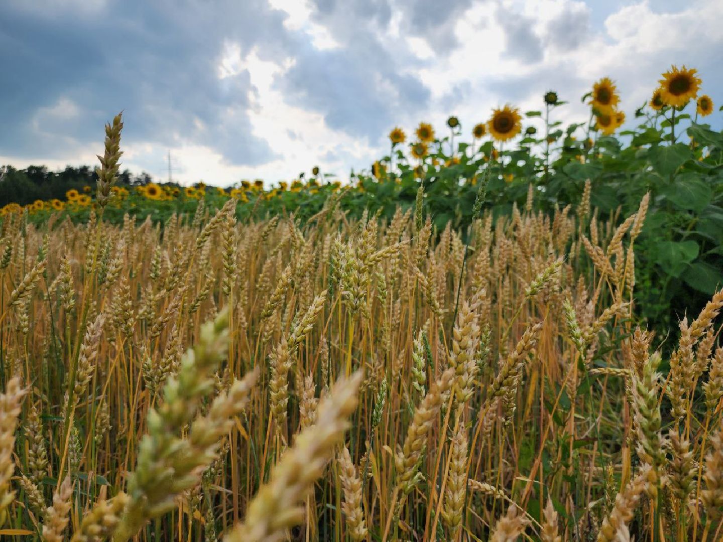 Серебряные Пруды, подсолнечник, Бокарев