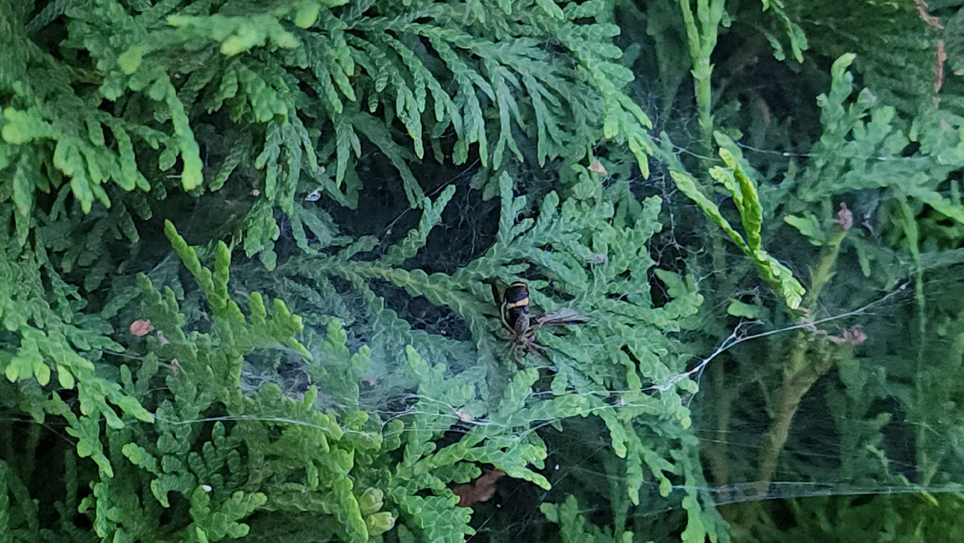 Пушкино, пушкинский округ, природа, общество