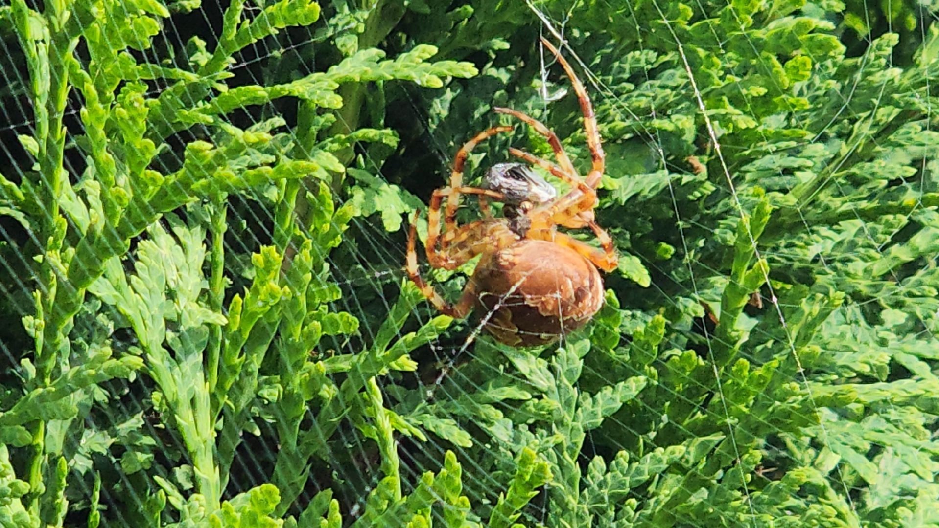 Пушкино, пушкинский округ, природа, общество