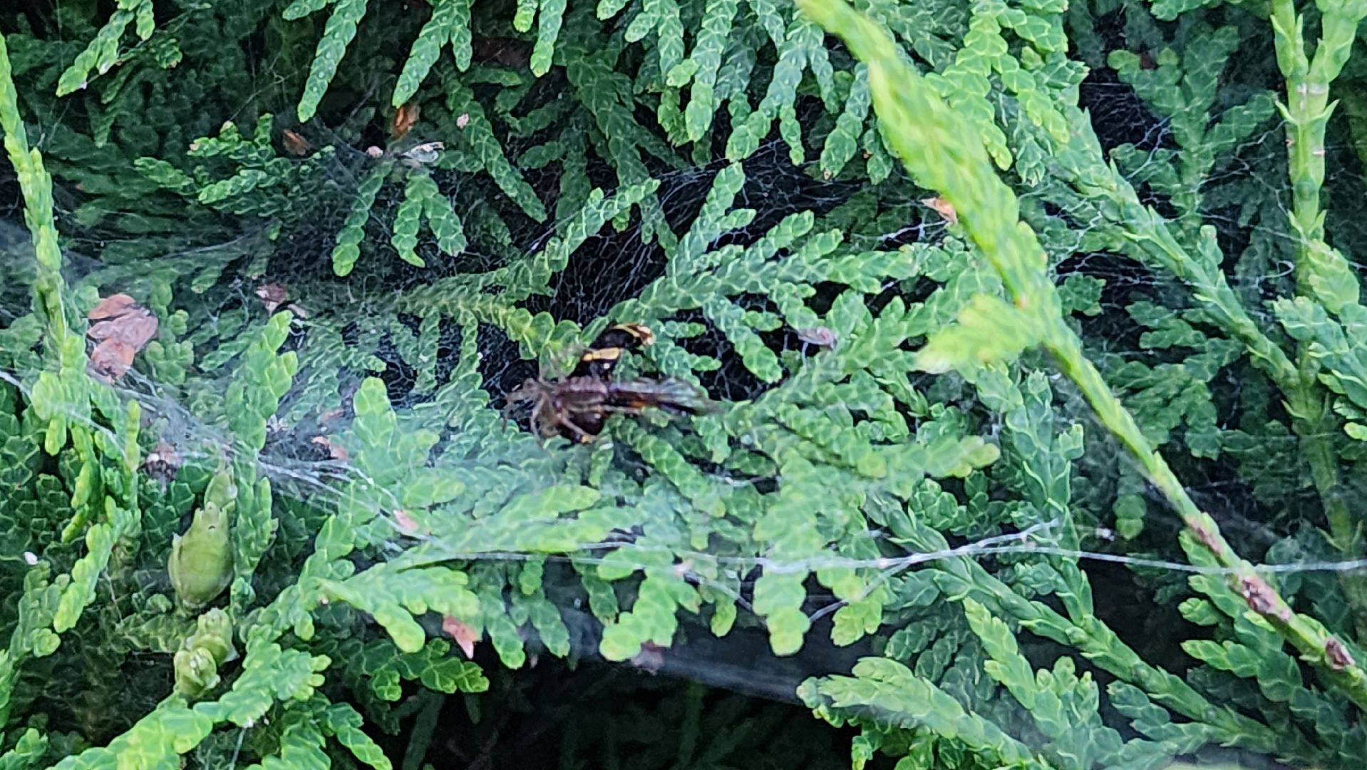 Пушкино, пушкинский округ, природа, общество