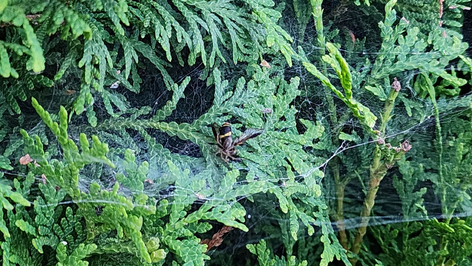 Пушкино, пушкинский округ, природа, общество