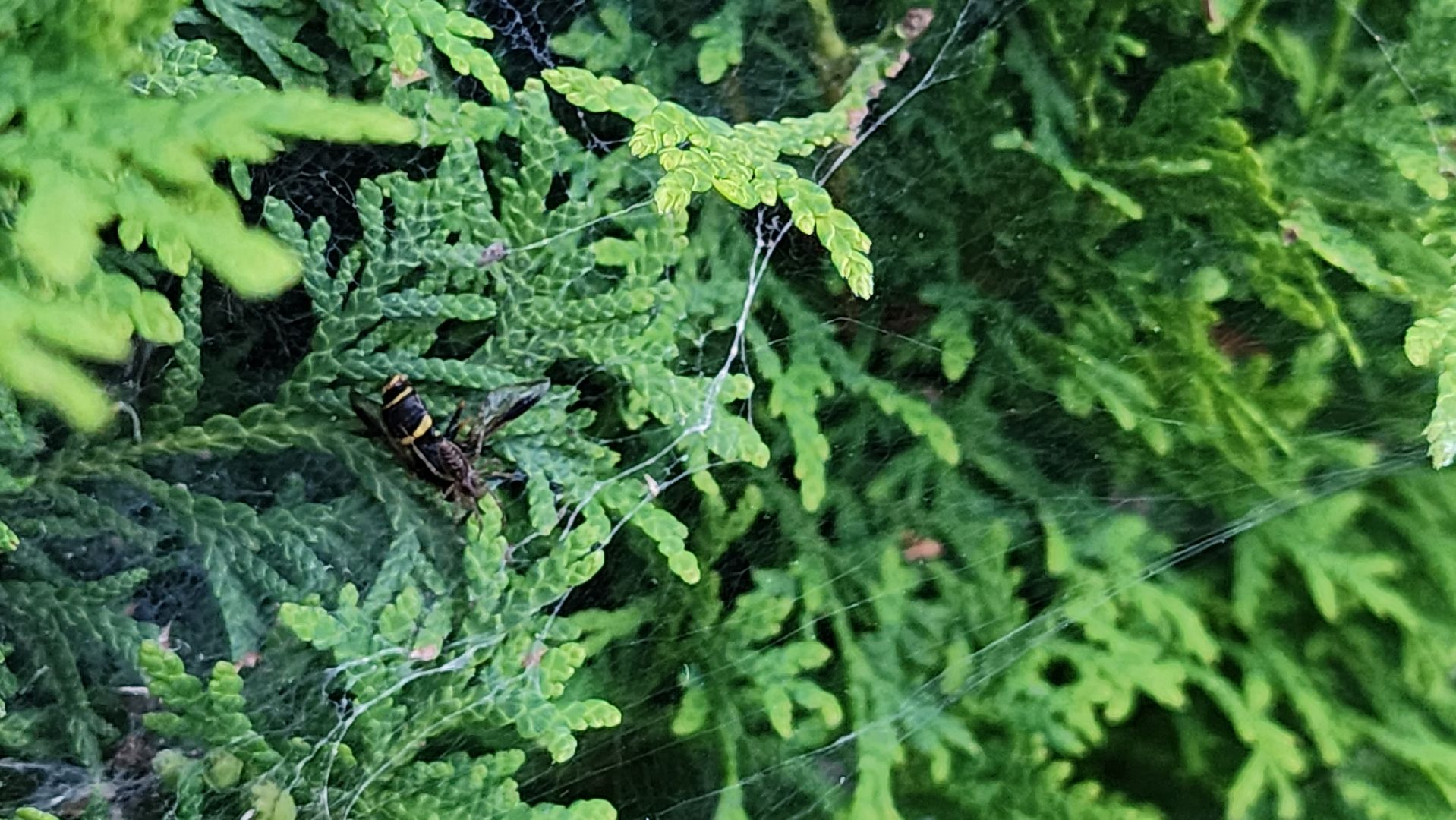 Пушкино, пушкинский округ, природа, общество