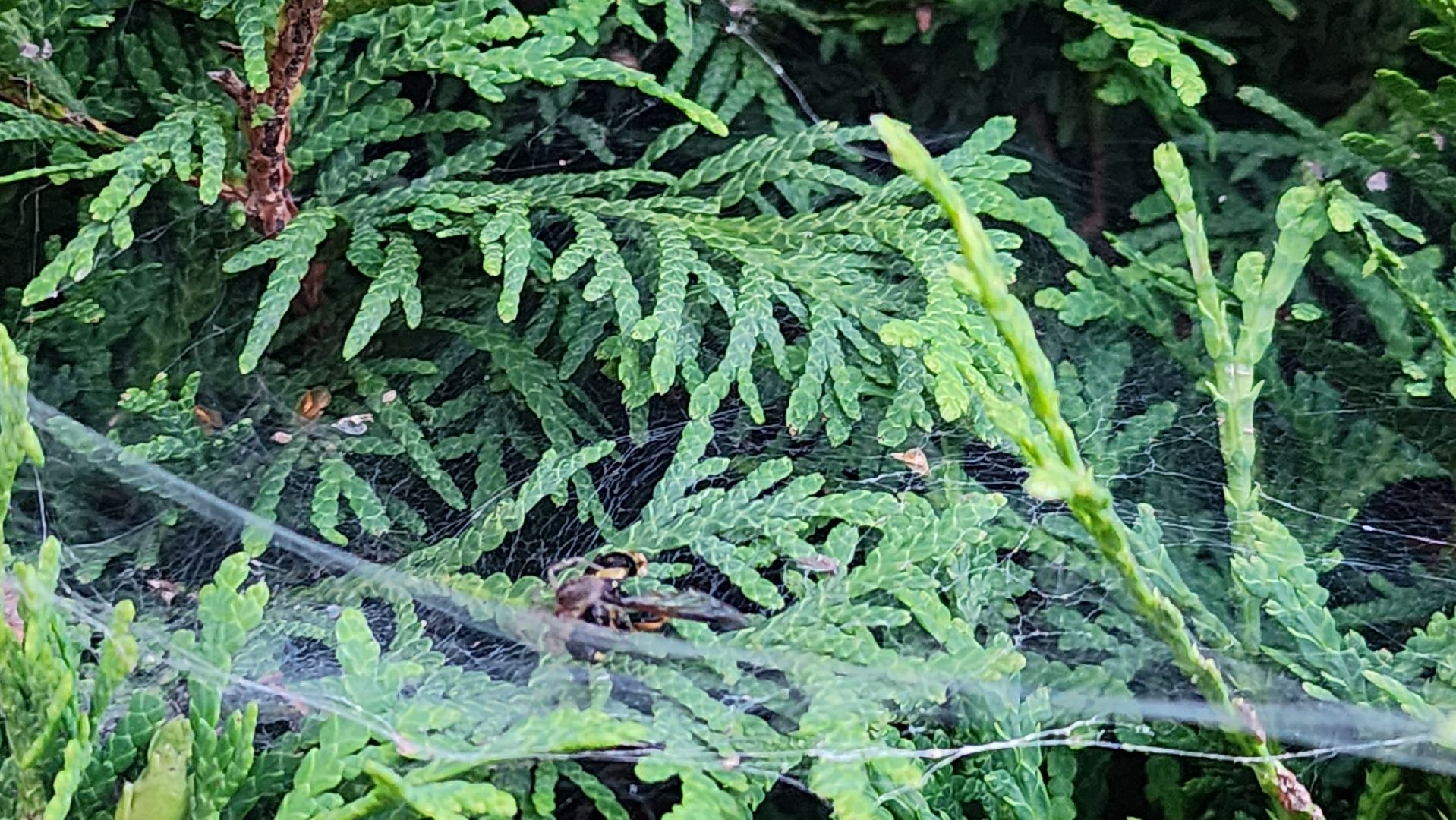 Пушкино, пушкинский округ, природа, общество