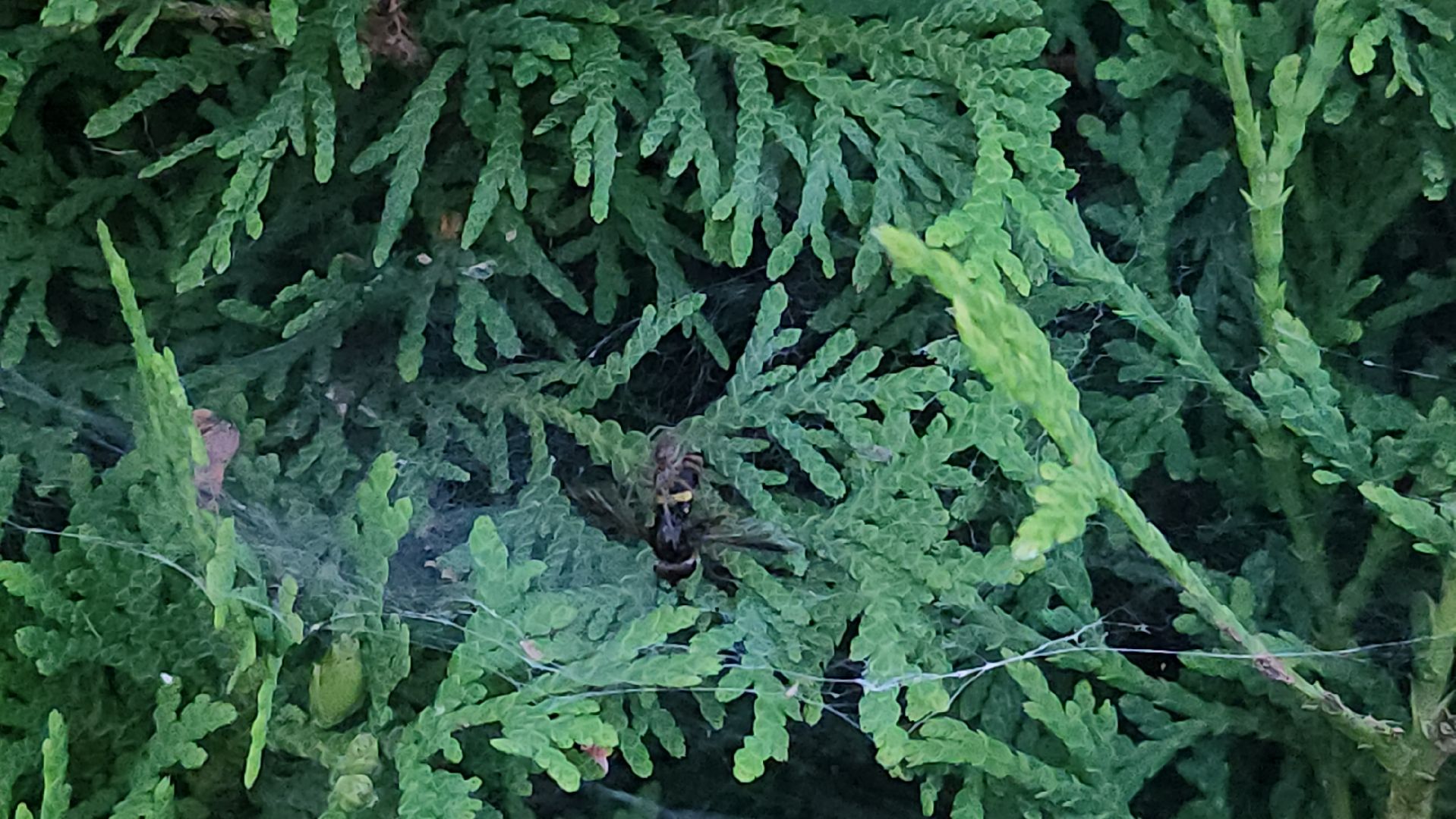 Пушкино, пушкинский округ, природа, общество