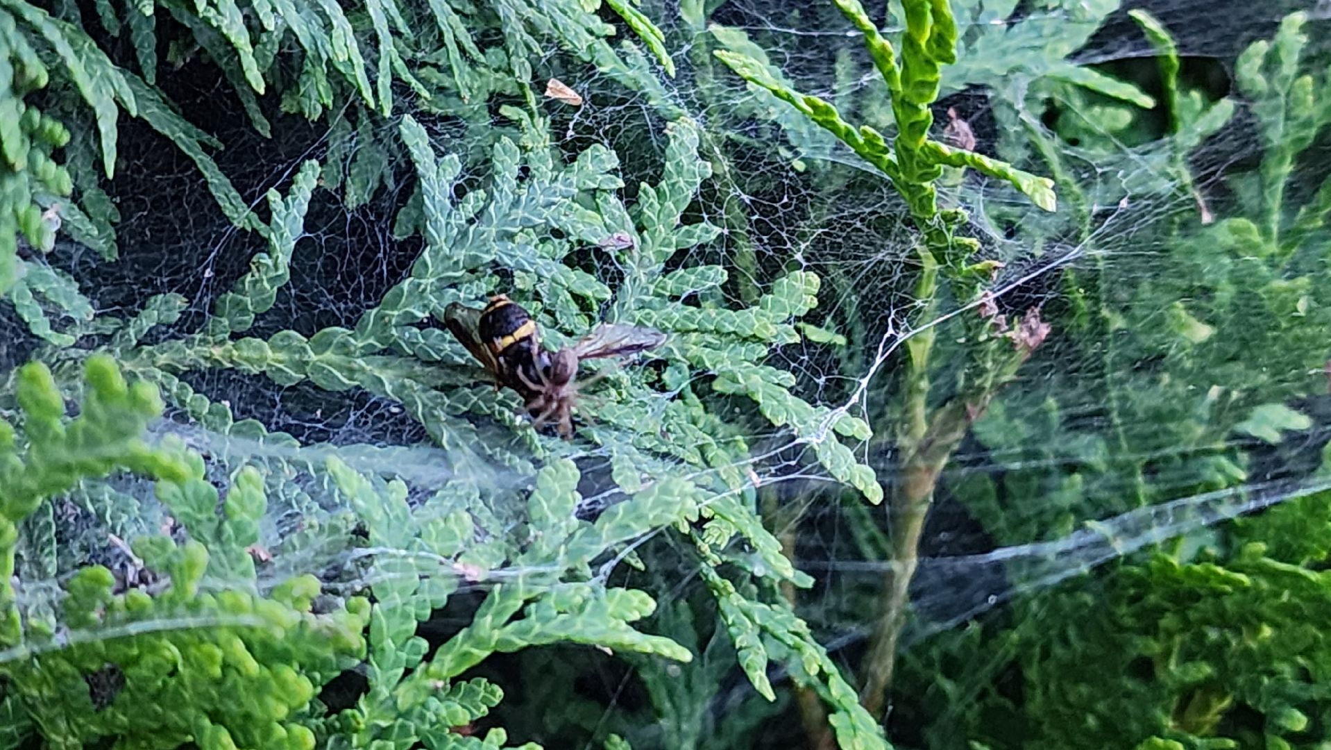 Пушкино, пушкинский округ, природа, общество