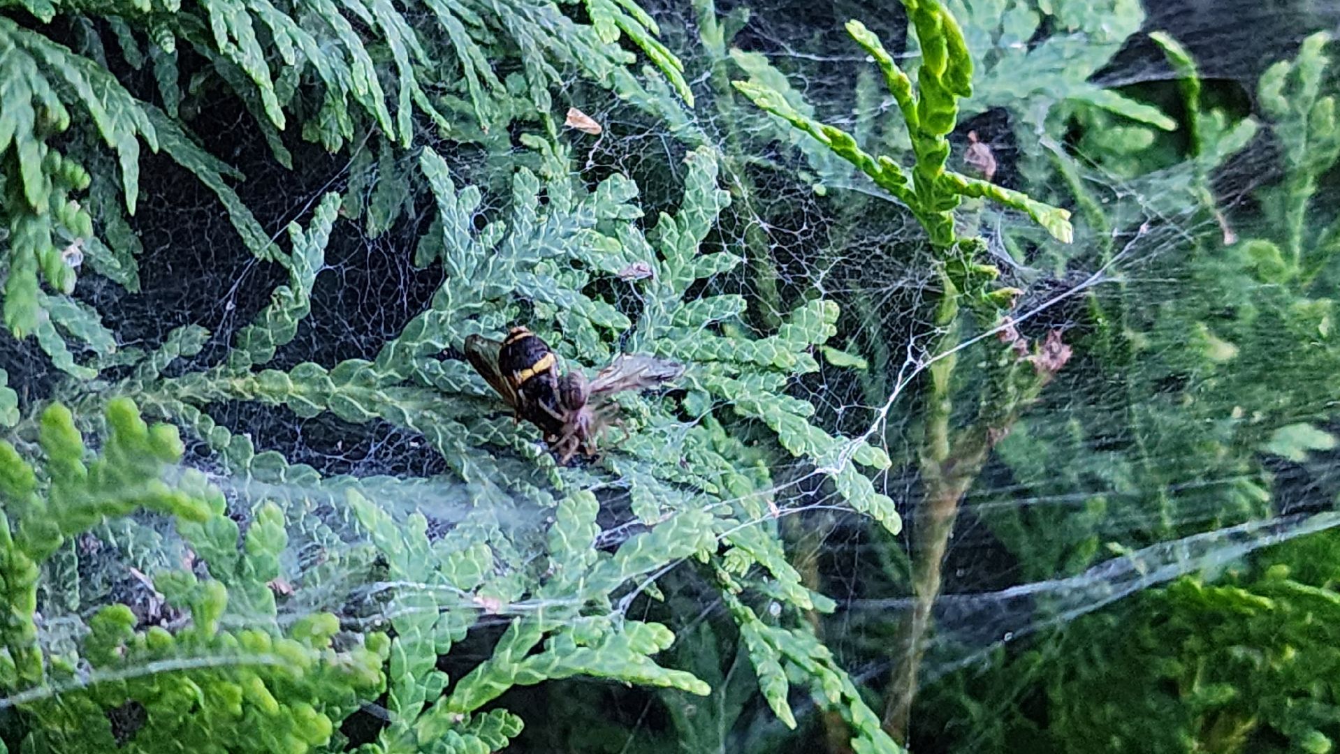 Пушкино, пушкинский округ, природа, общество