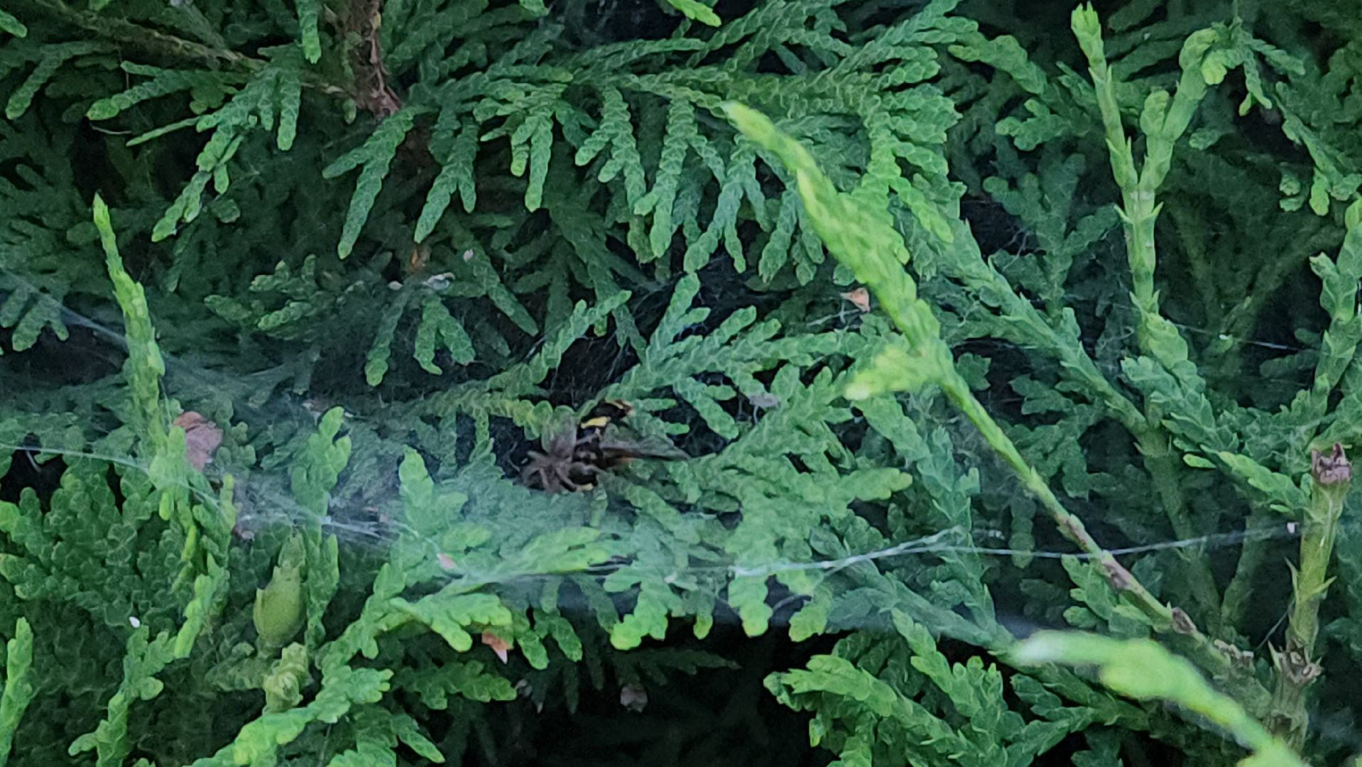 Пушкино, пушкинский округ, природа, общество