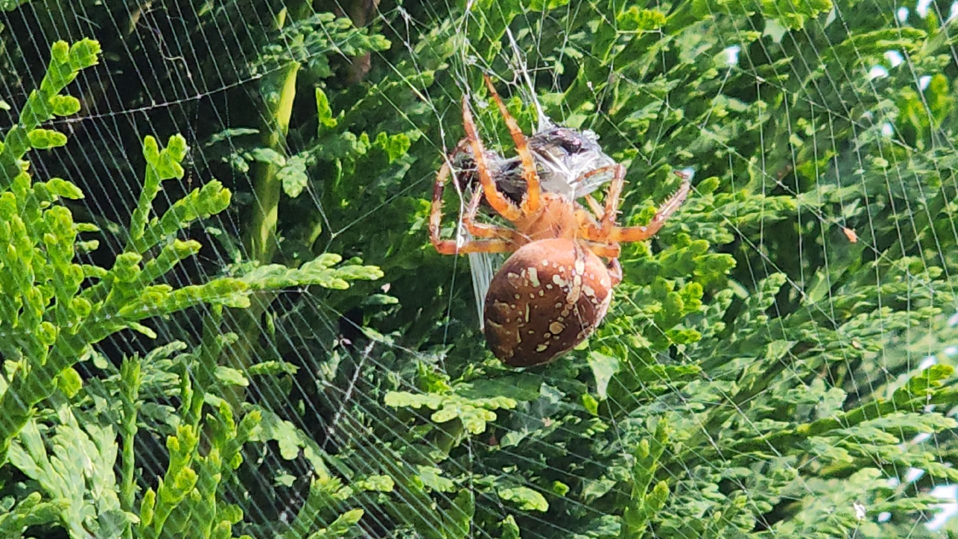 Пушкино, пушкинский округ, природа, общество