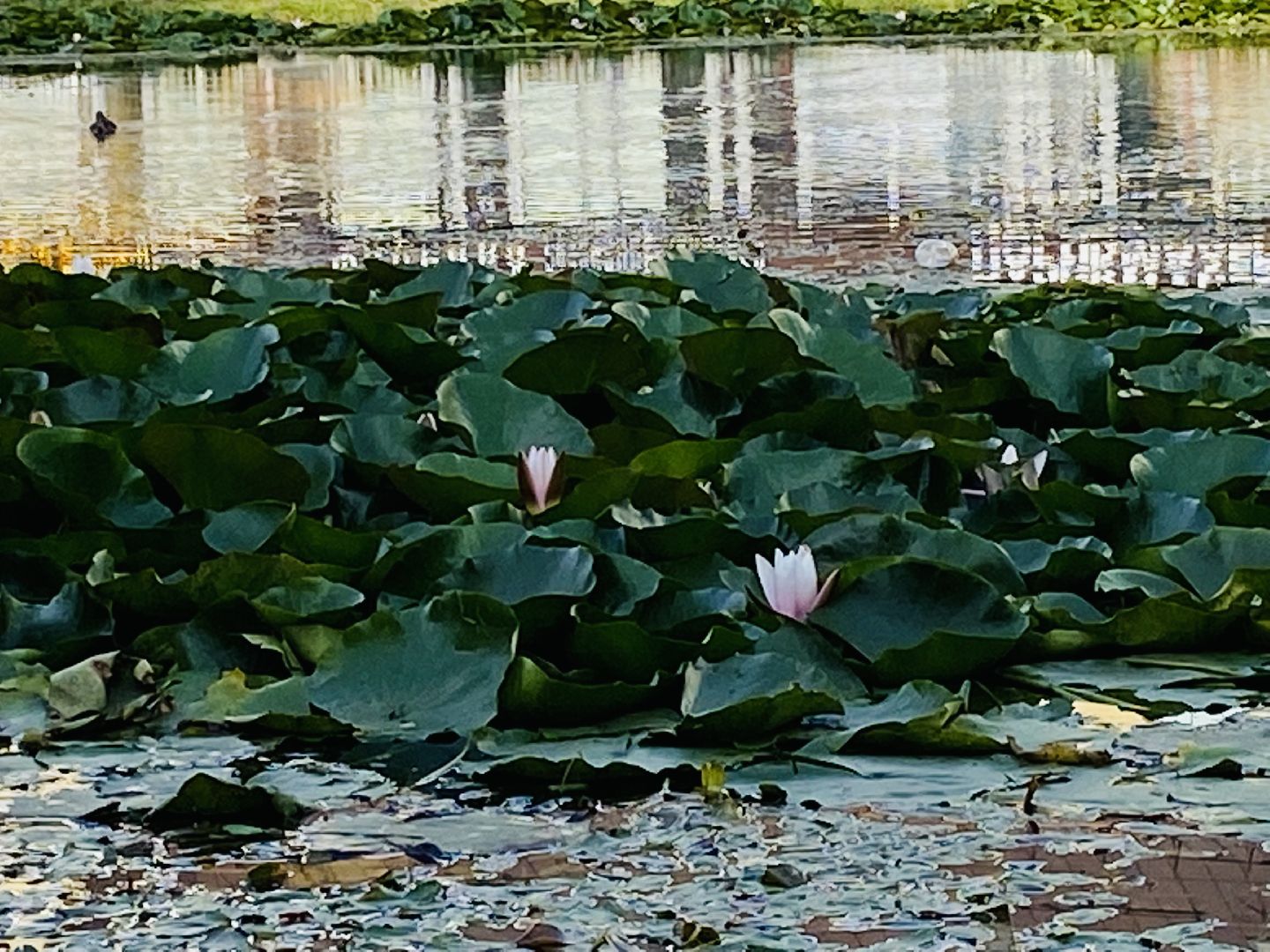 Балашиха, пруд Керосинка, покорми уток