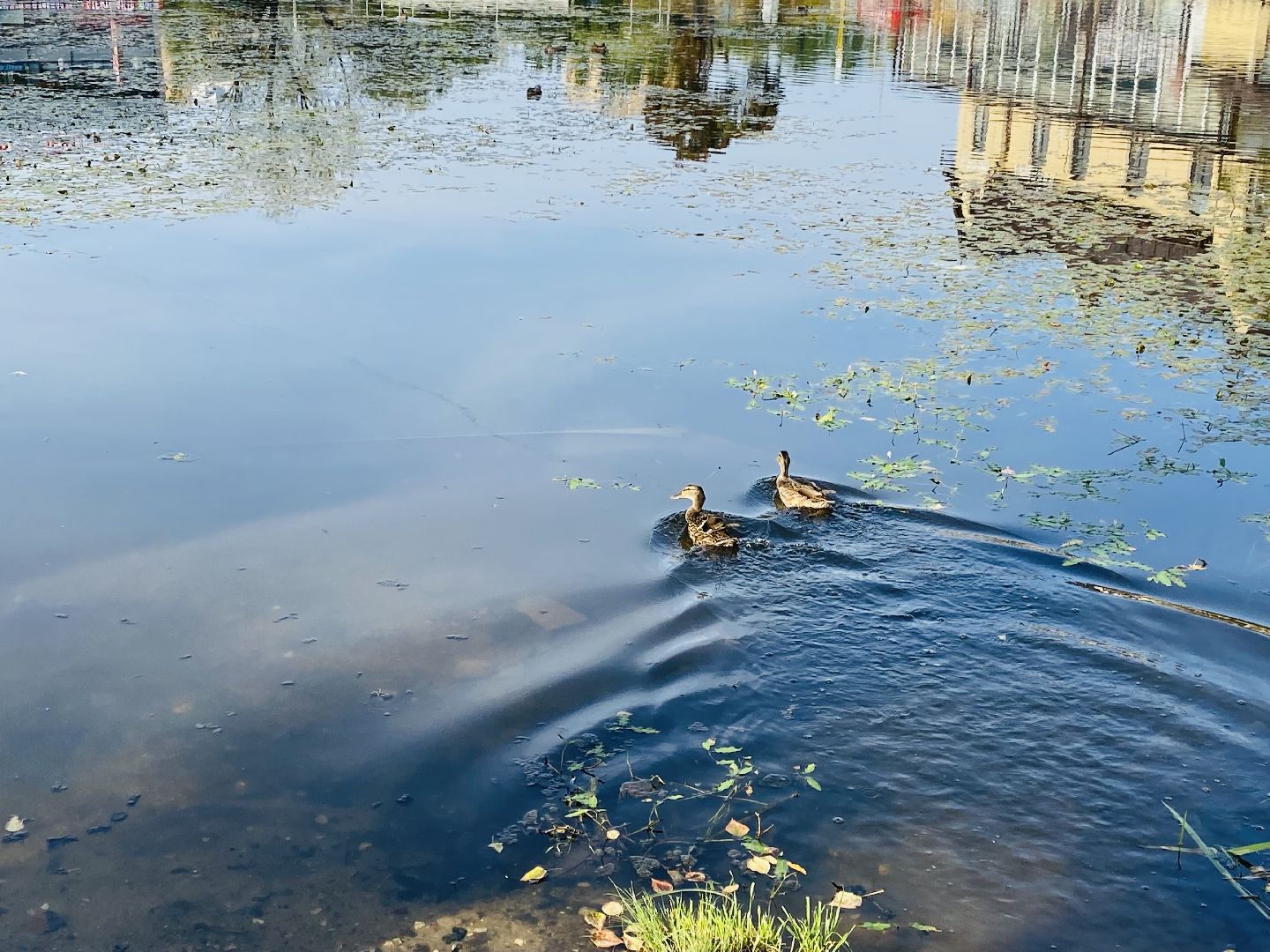 Балашиха, пруд Керосинка, покорми уток