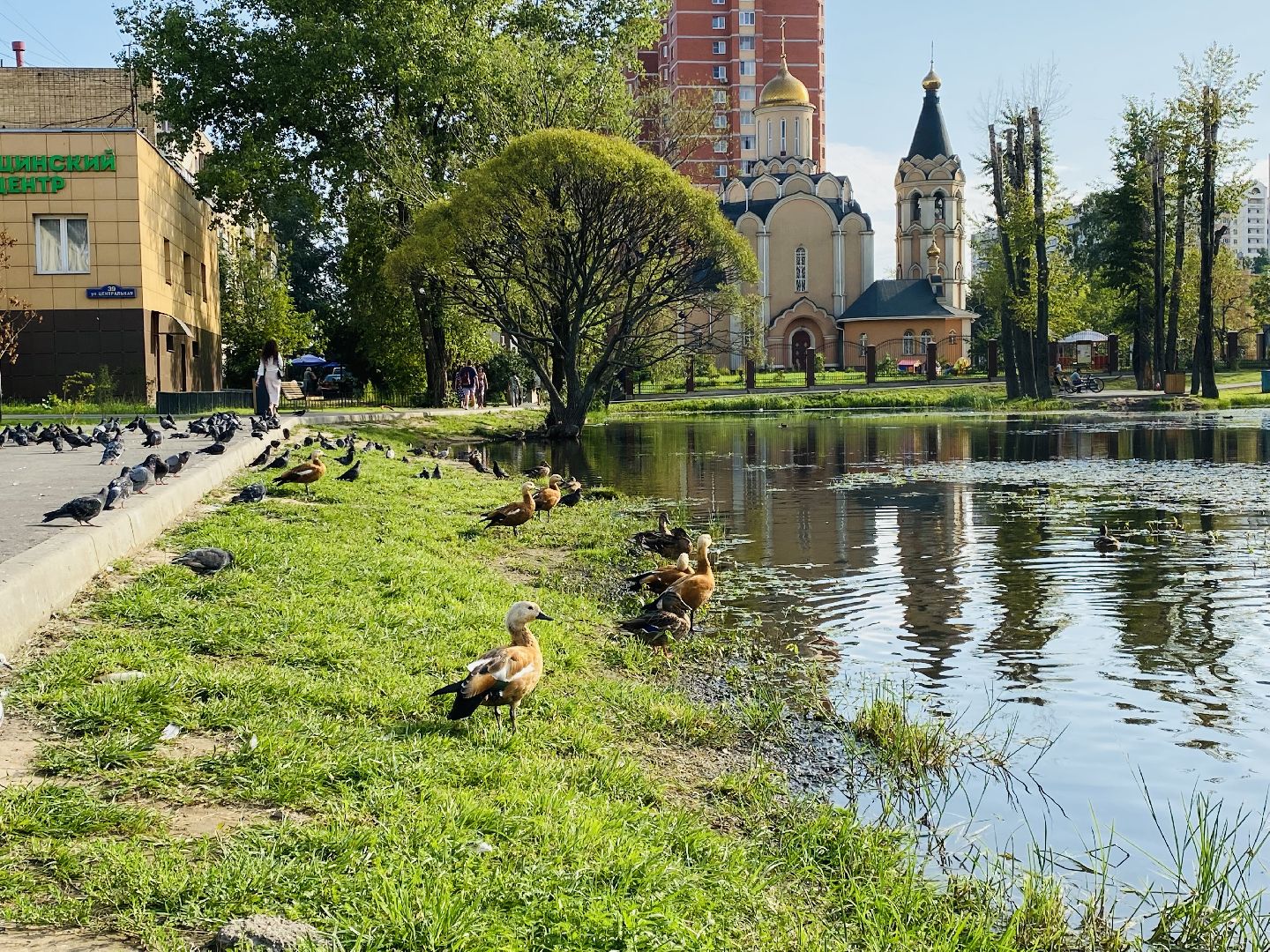 Балашиха, пруд Керосинка, покорми уток