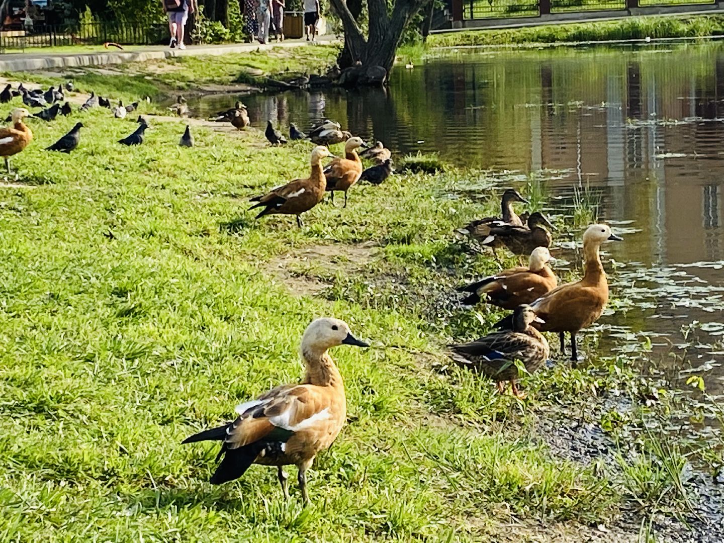 Балашиха, пруд Керосинка, покорми уток