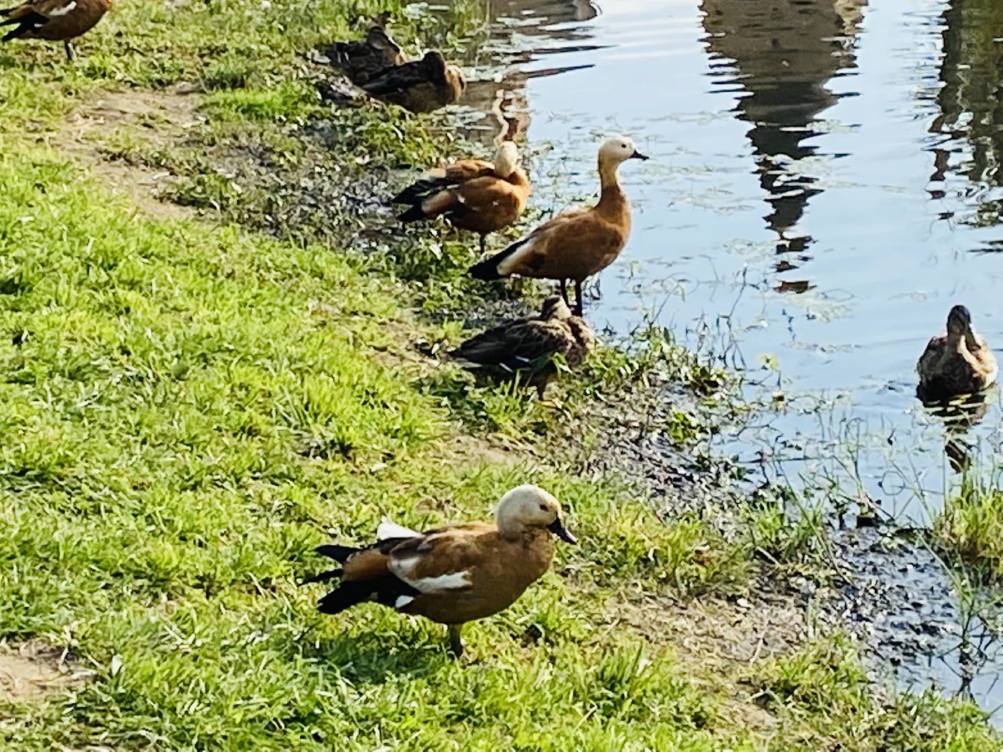 Балашиха, пруд Керосинка, покорми уток