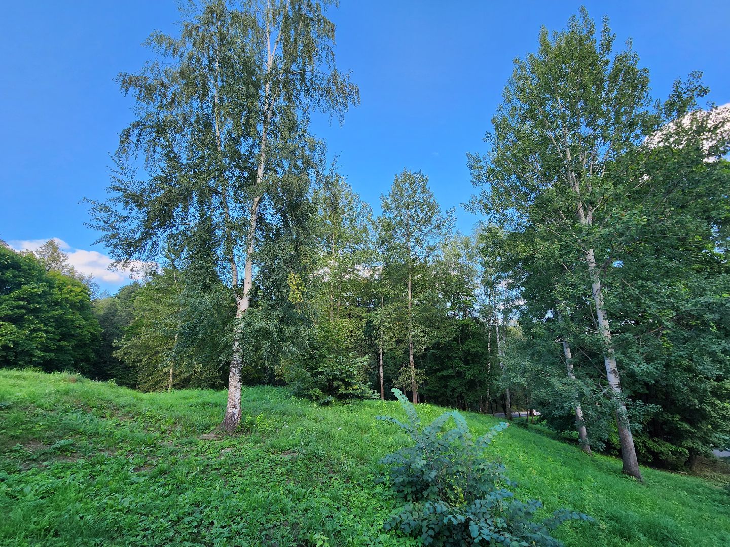 Звенигород, медицина, как избежать последствий укуса ос