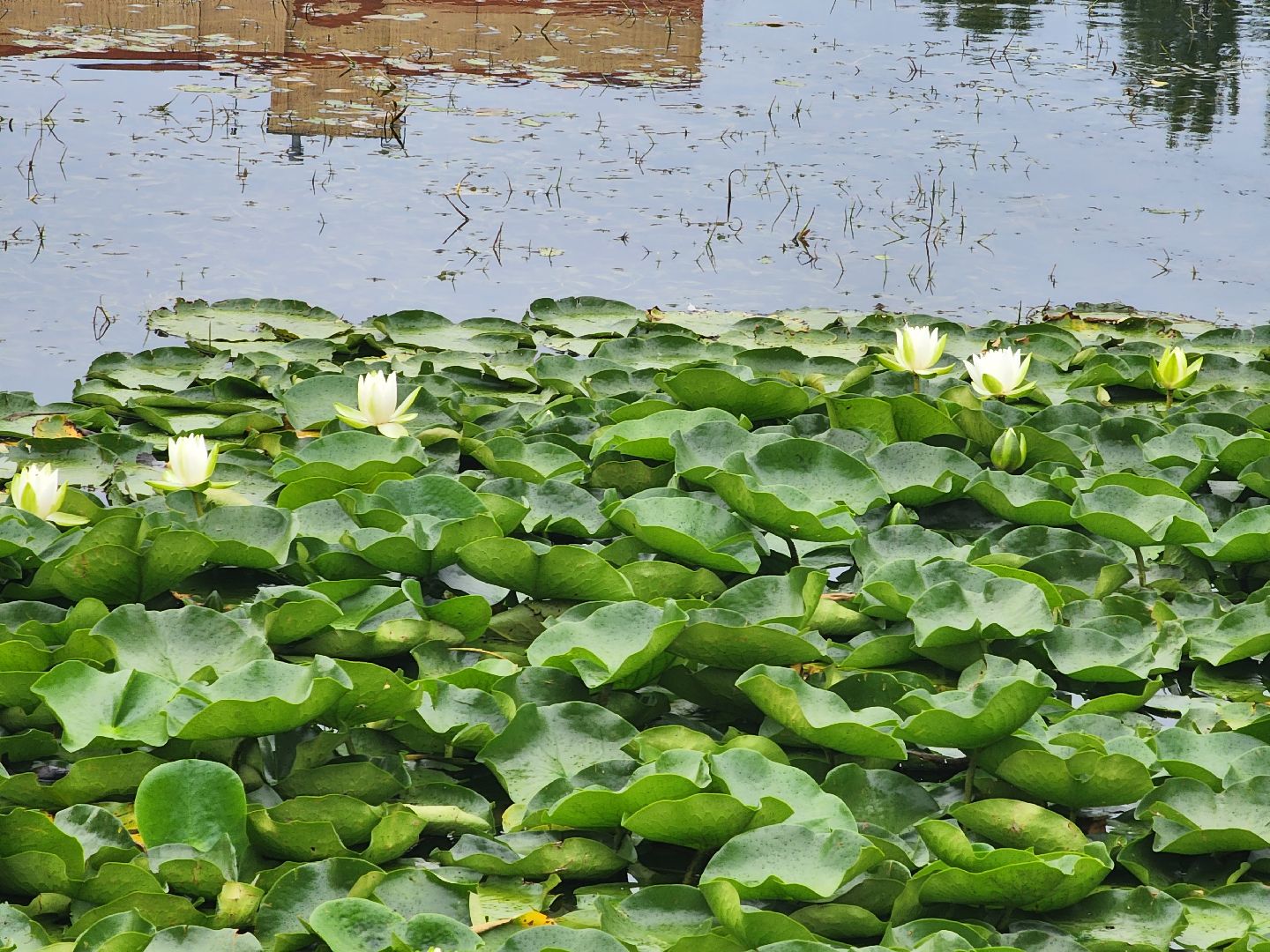 озеро, пушкино, цветы,
