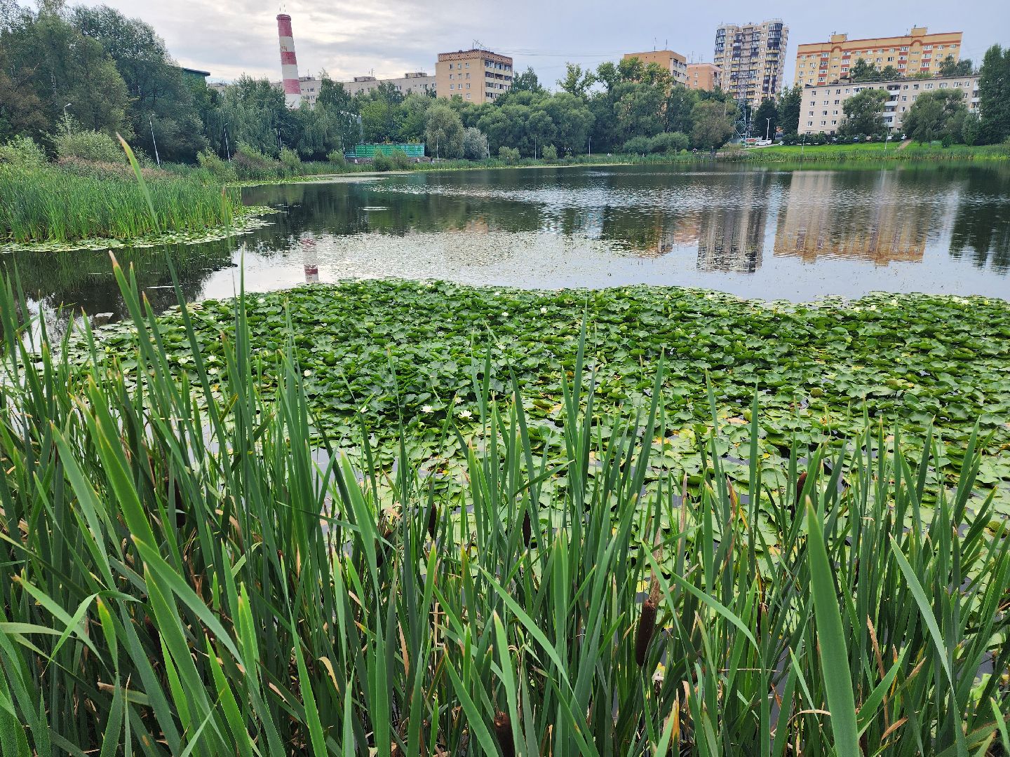 озеро, пушкино, цветы,