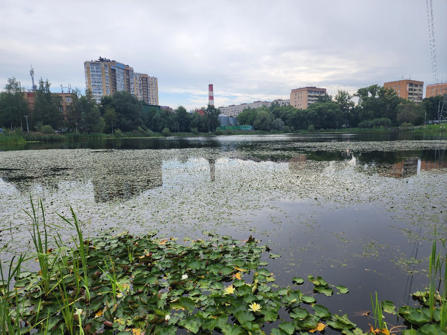 озеро, пушкино, цветы,