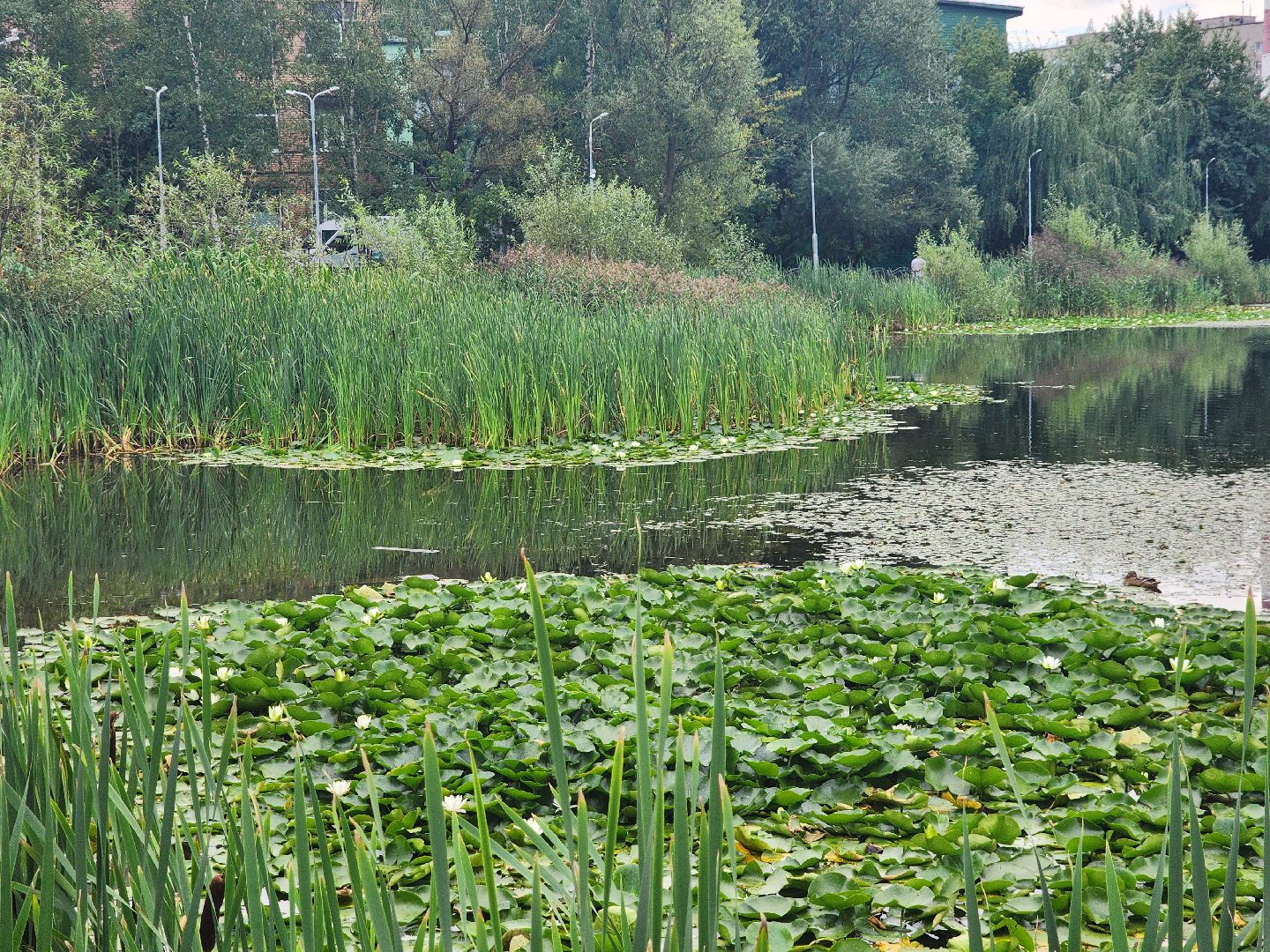 озеро, пушкино, цветы,